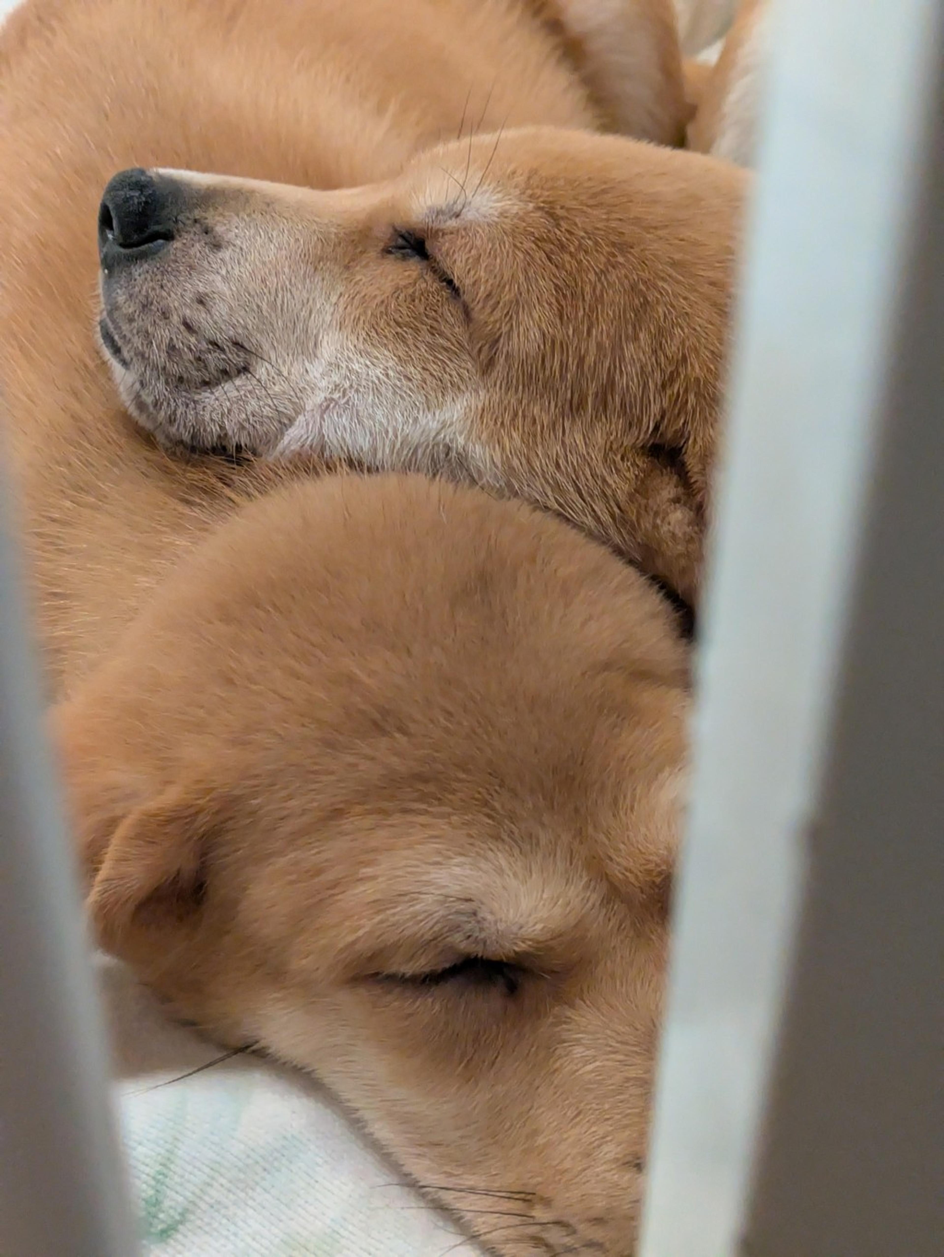 pet-image-8