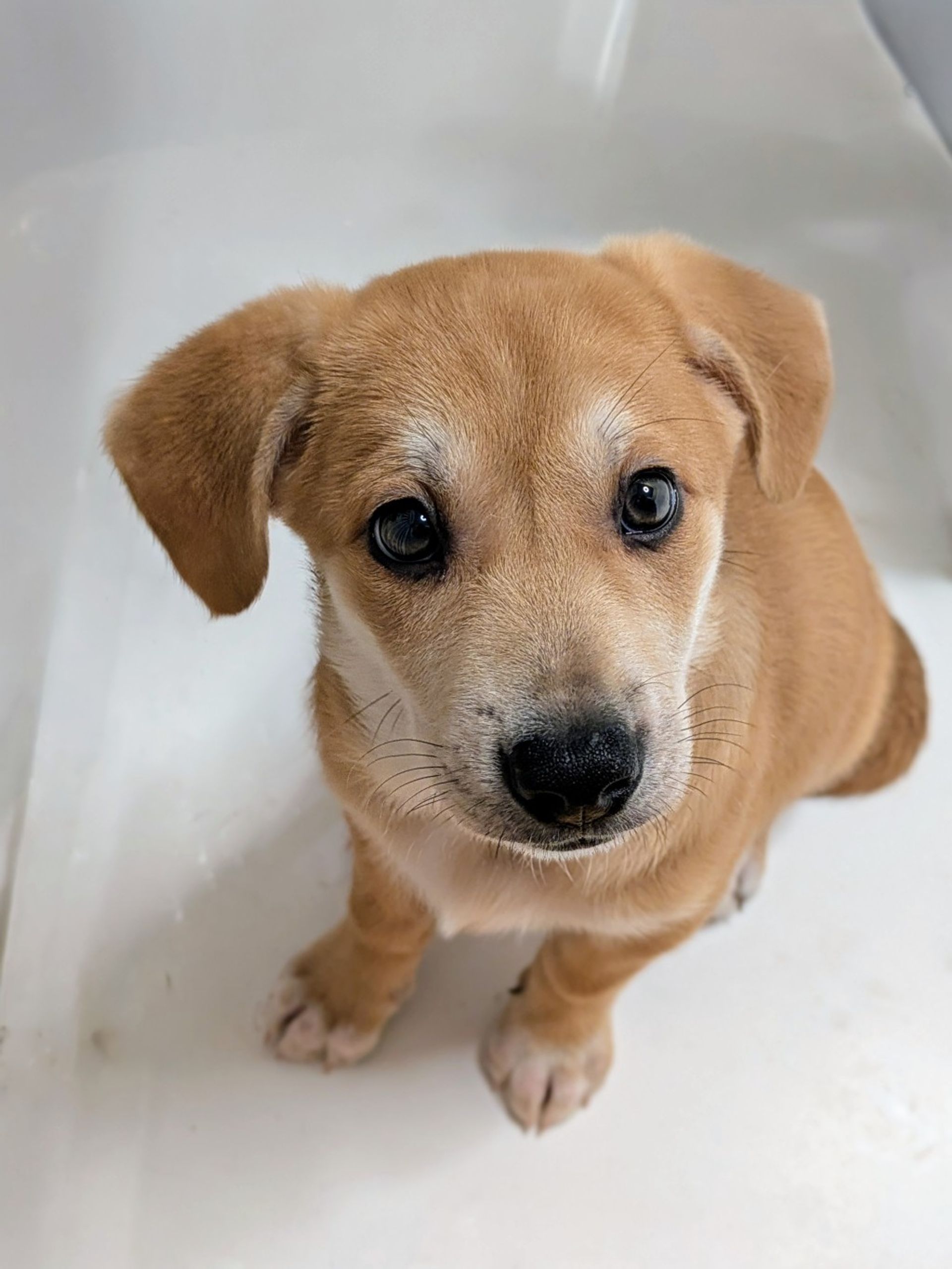 雑種（ミックス犬）・メスの里親募集の写真
