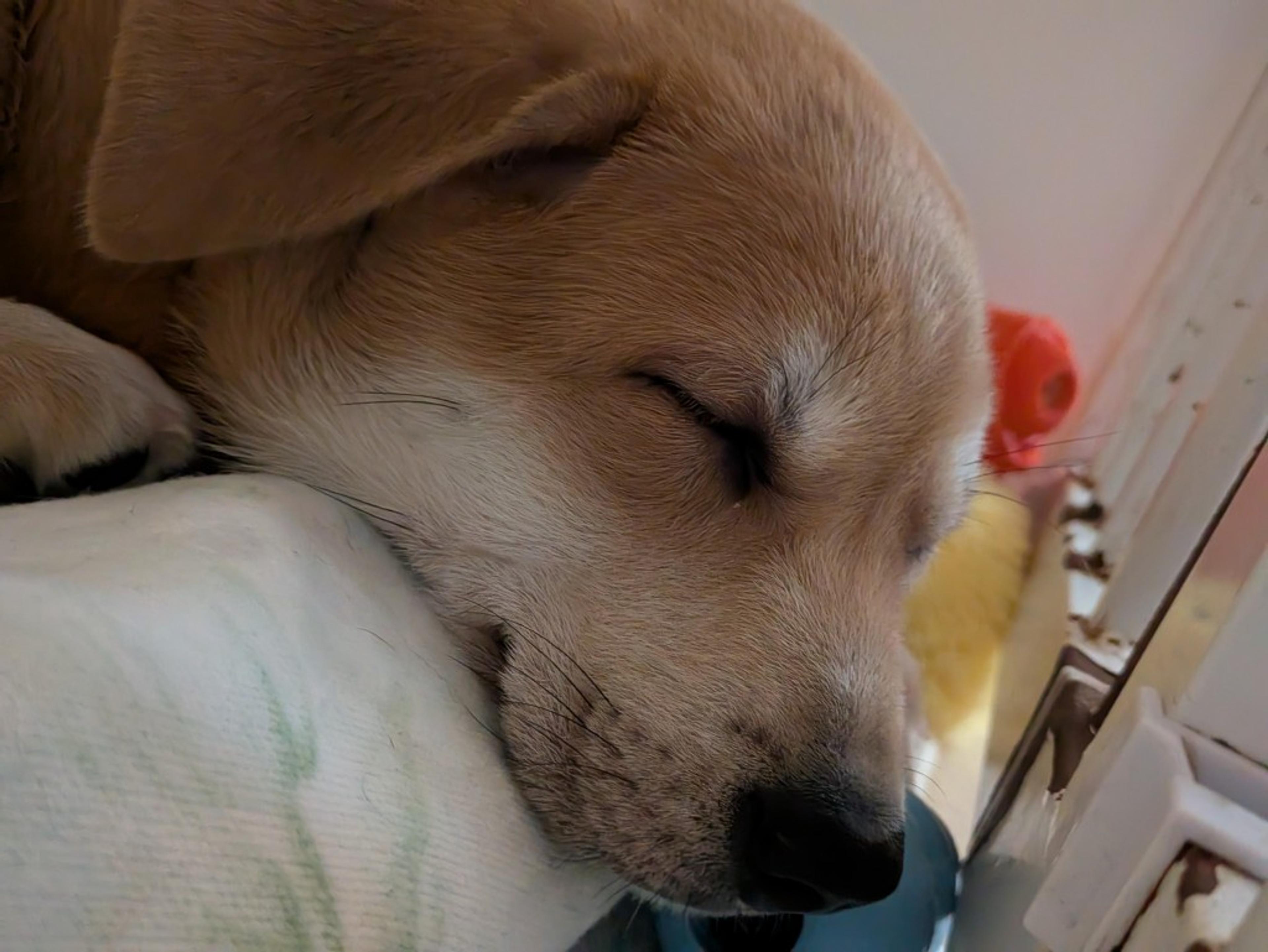 pet-image-8