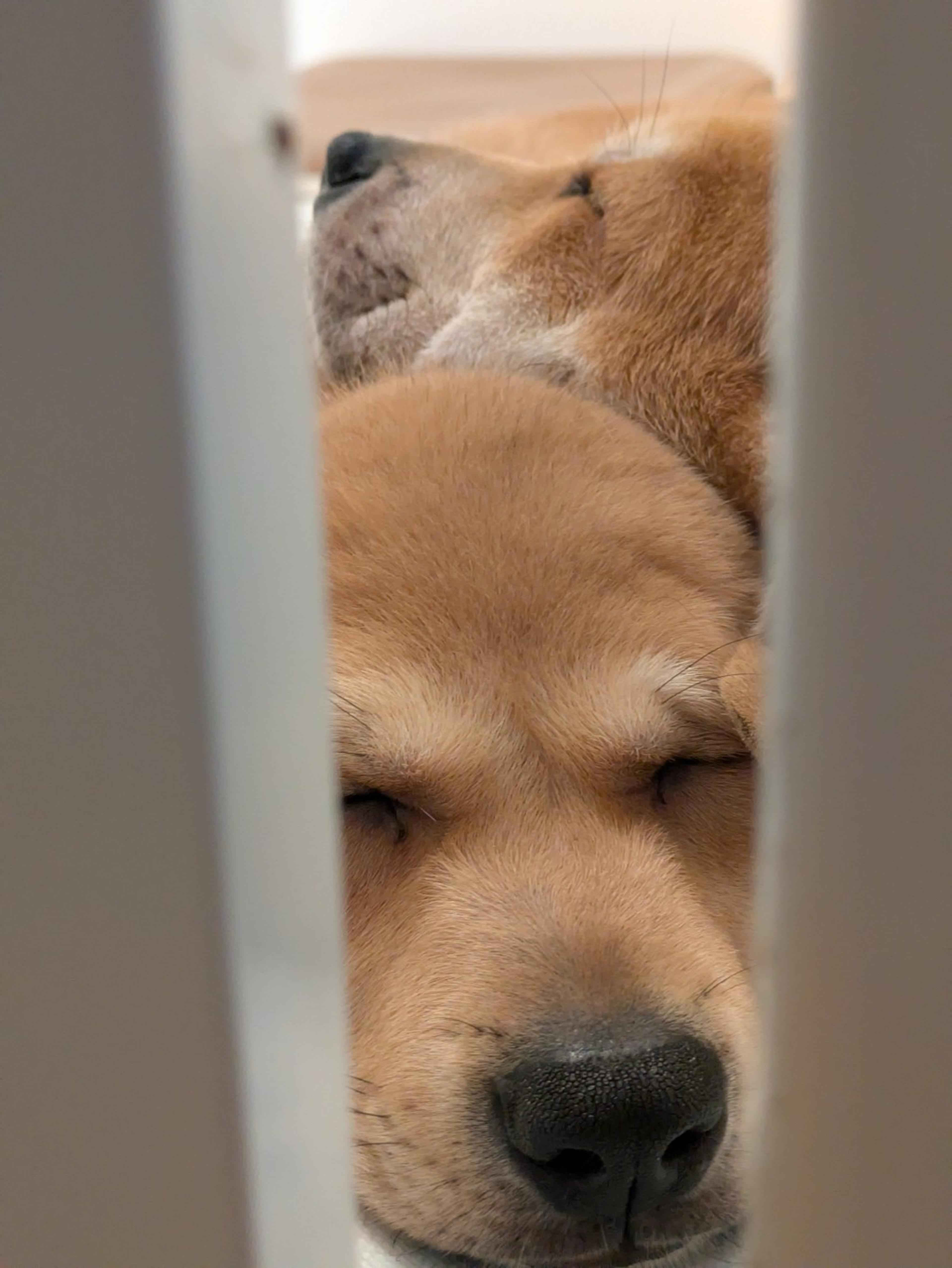 pet-image-9