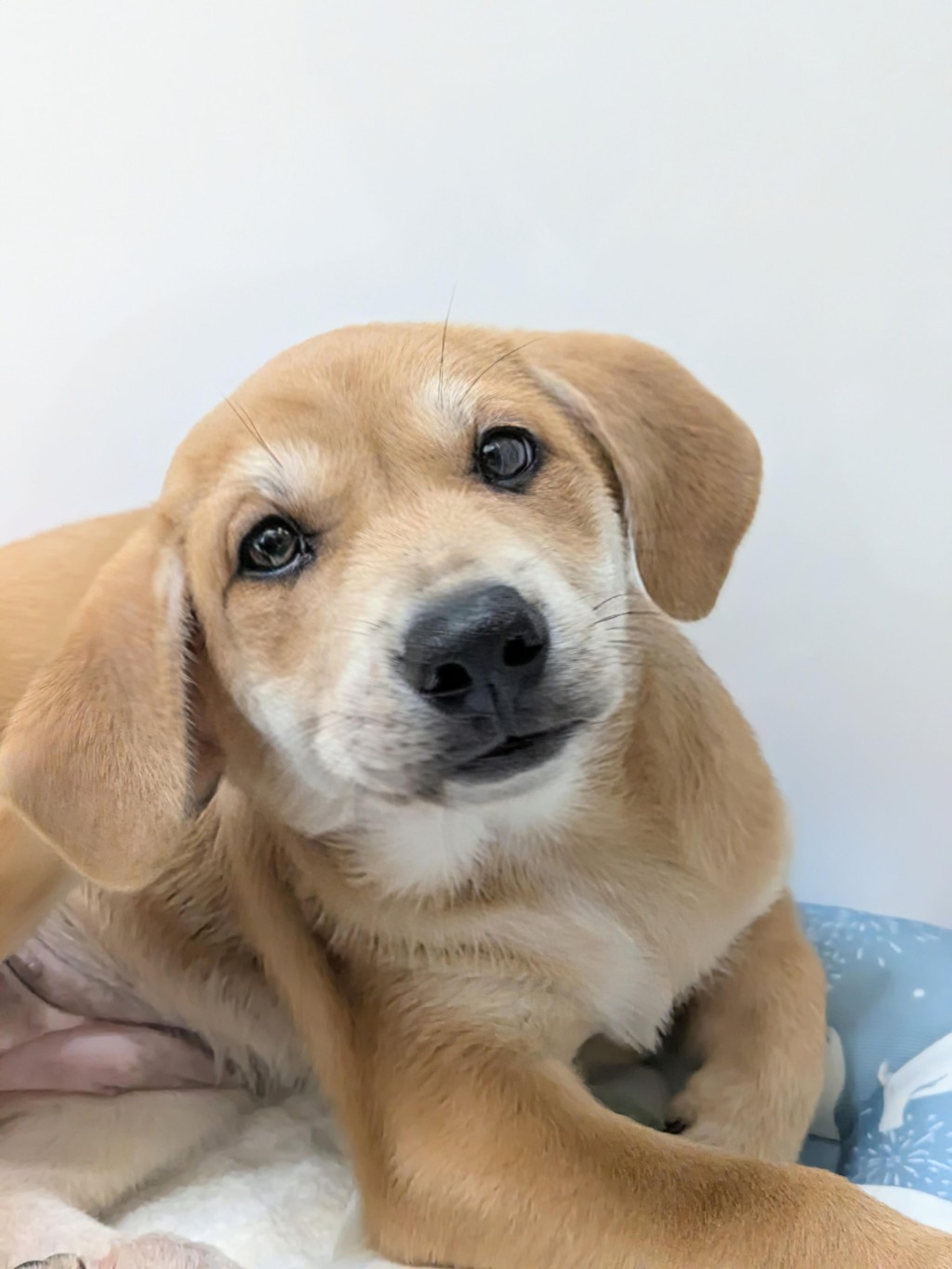 pet-image-3