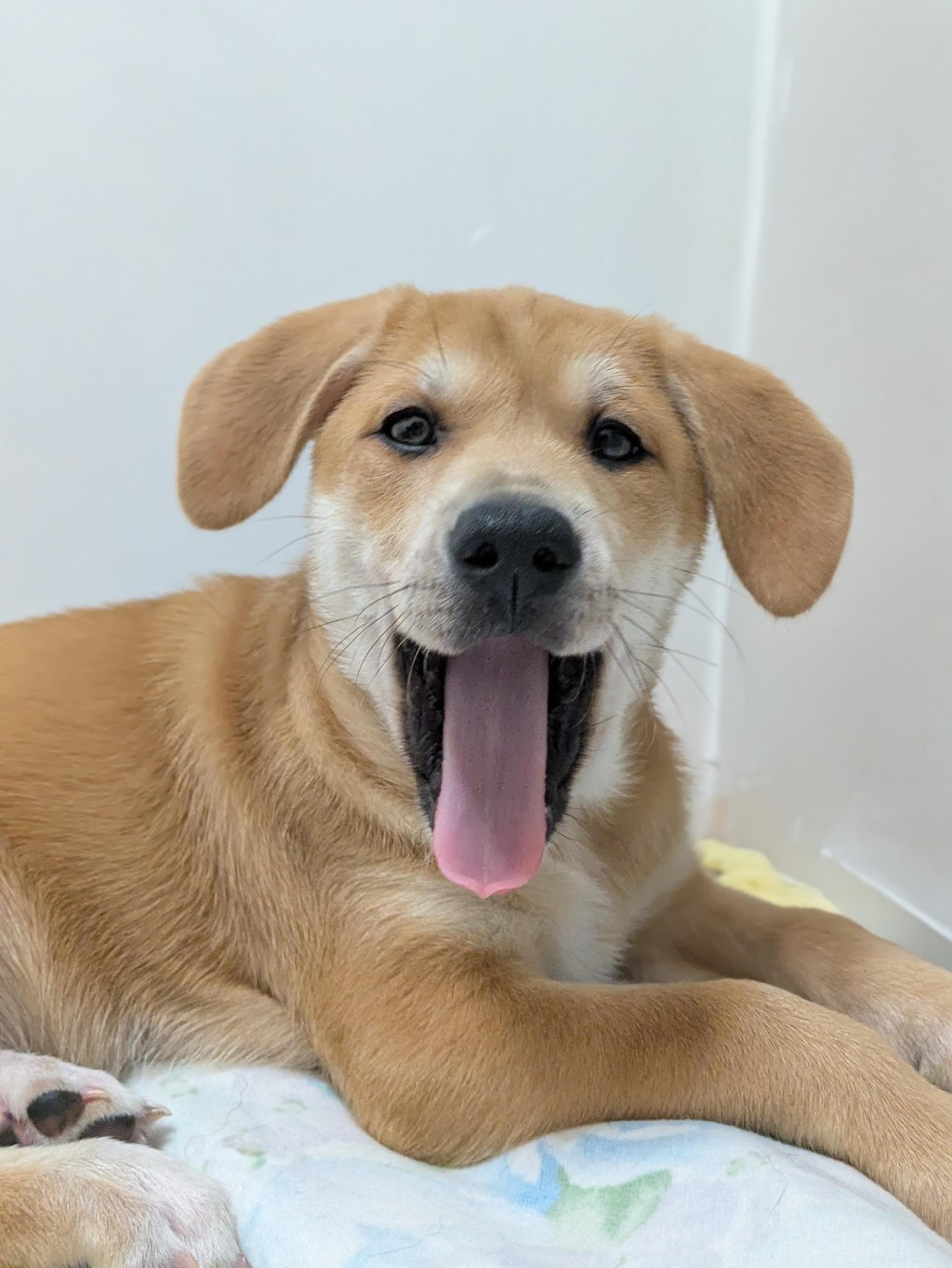 pet-image-5