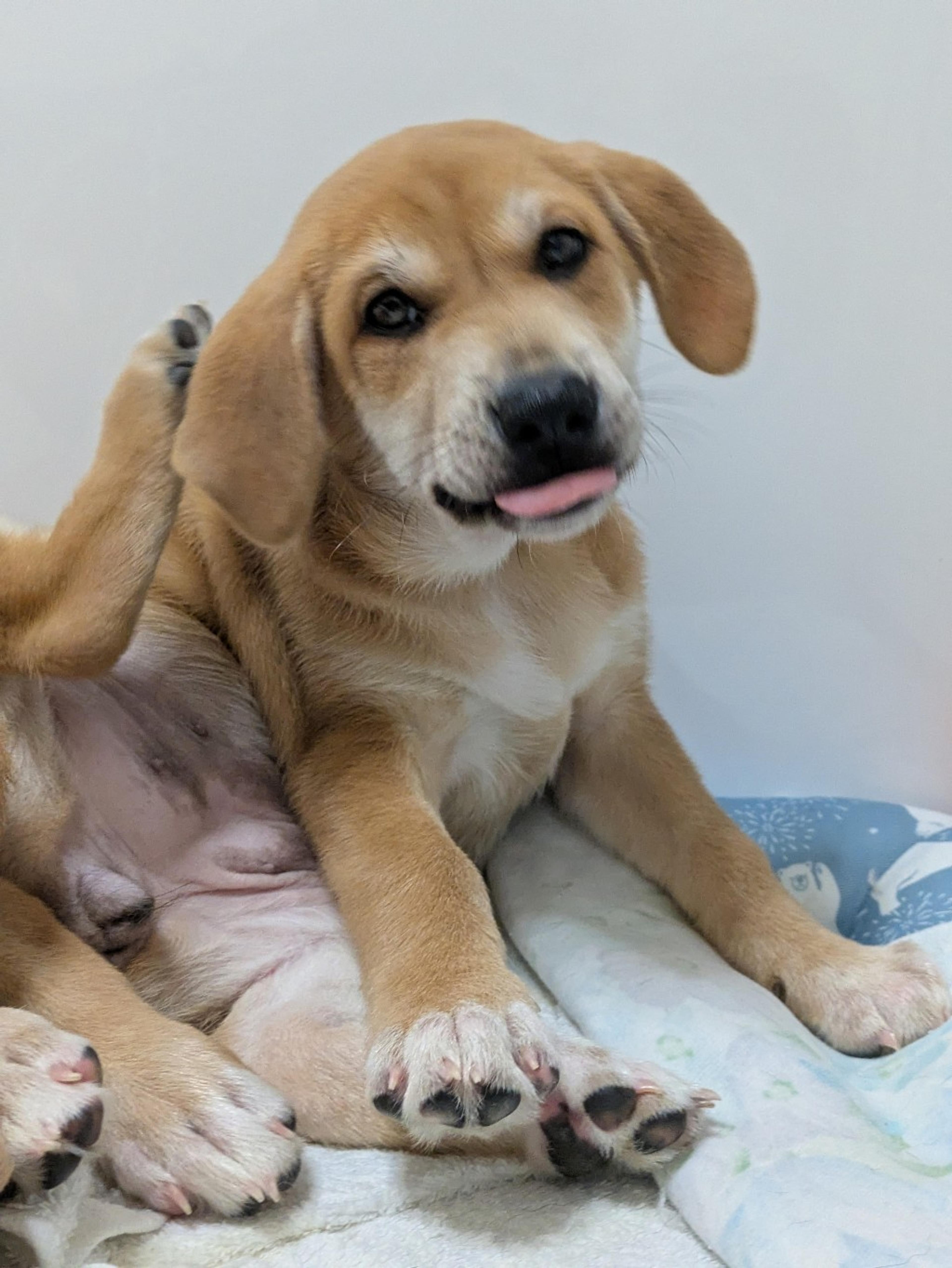 pet-image-7