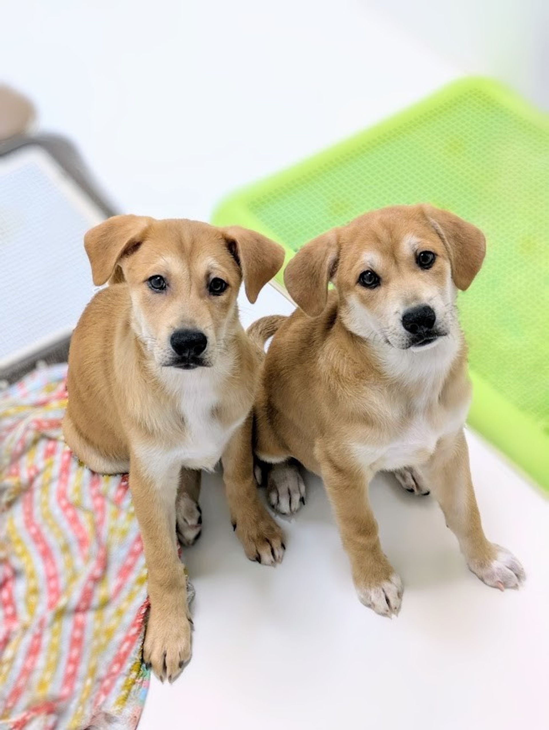 雑種（ミックス犬）・メスの里親募集の写真