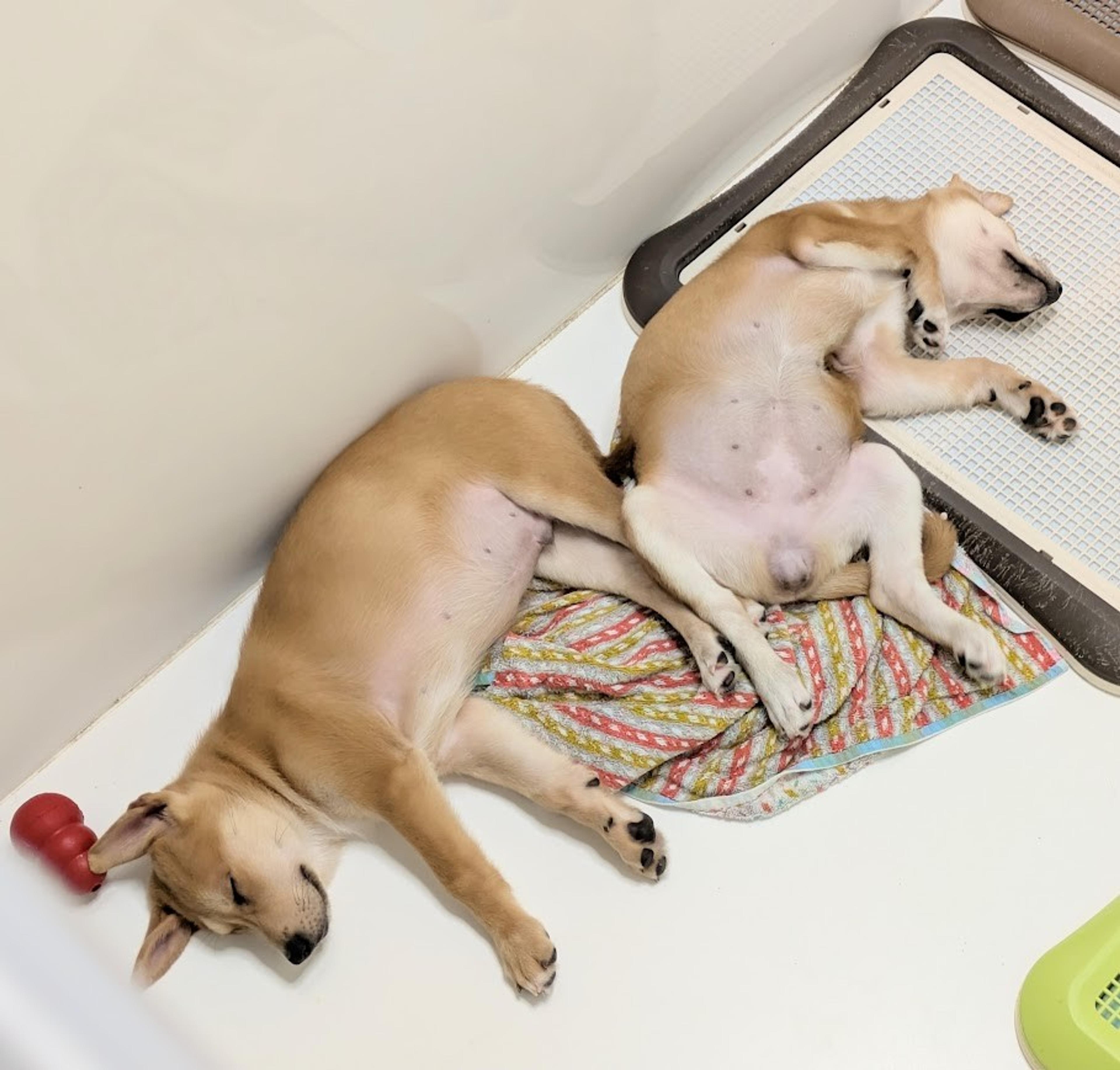 pet-image-4