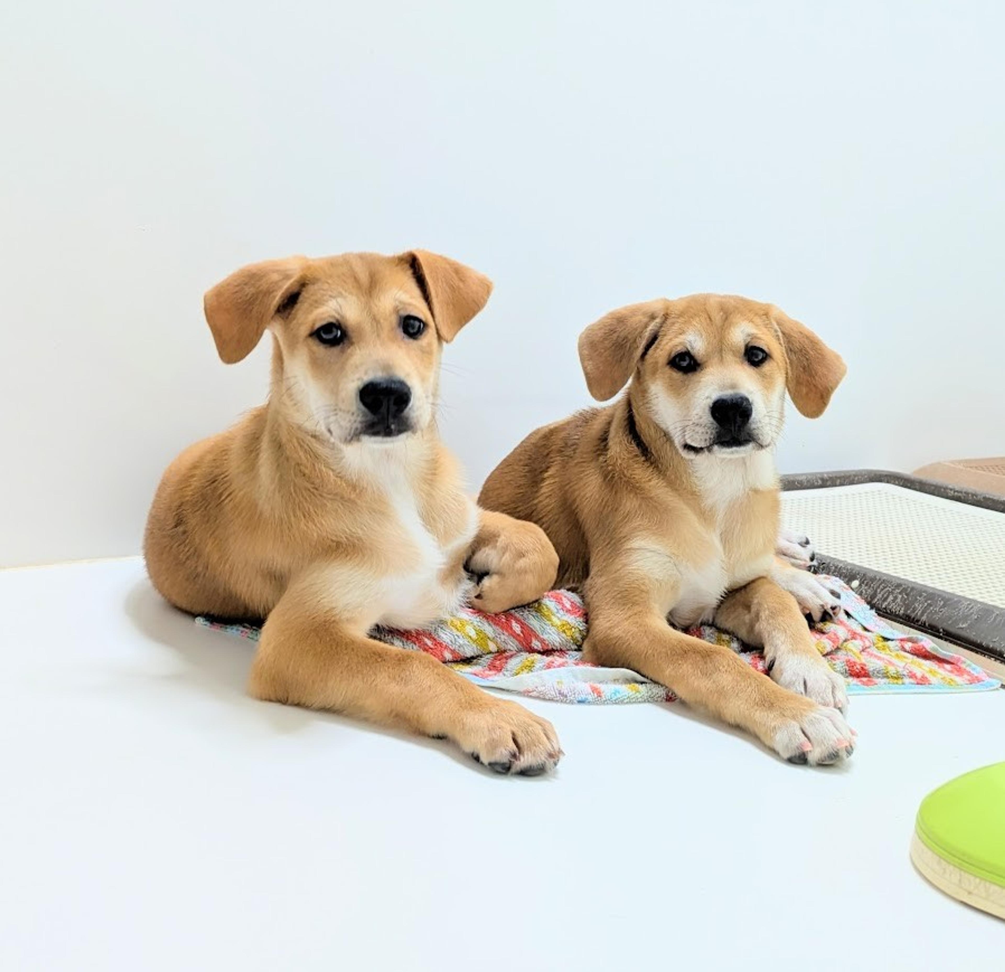 pet-image-6
