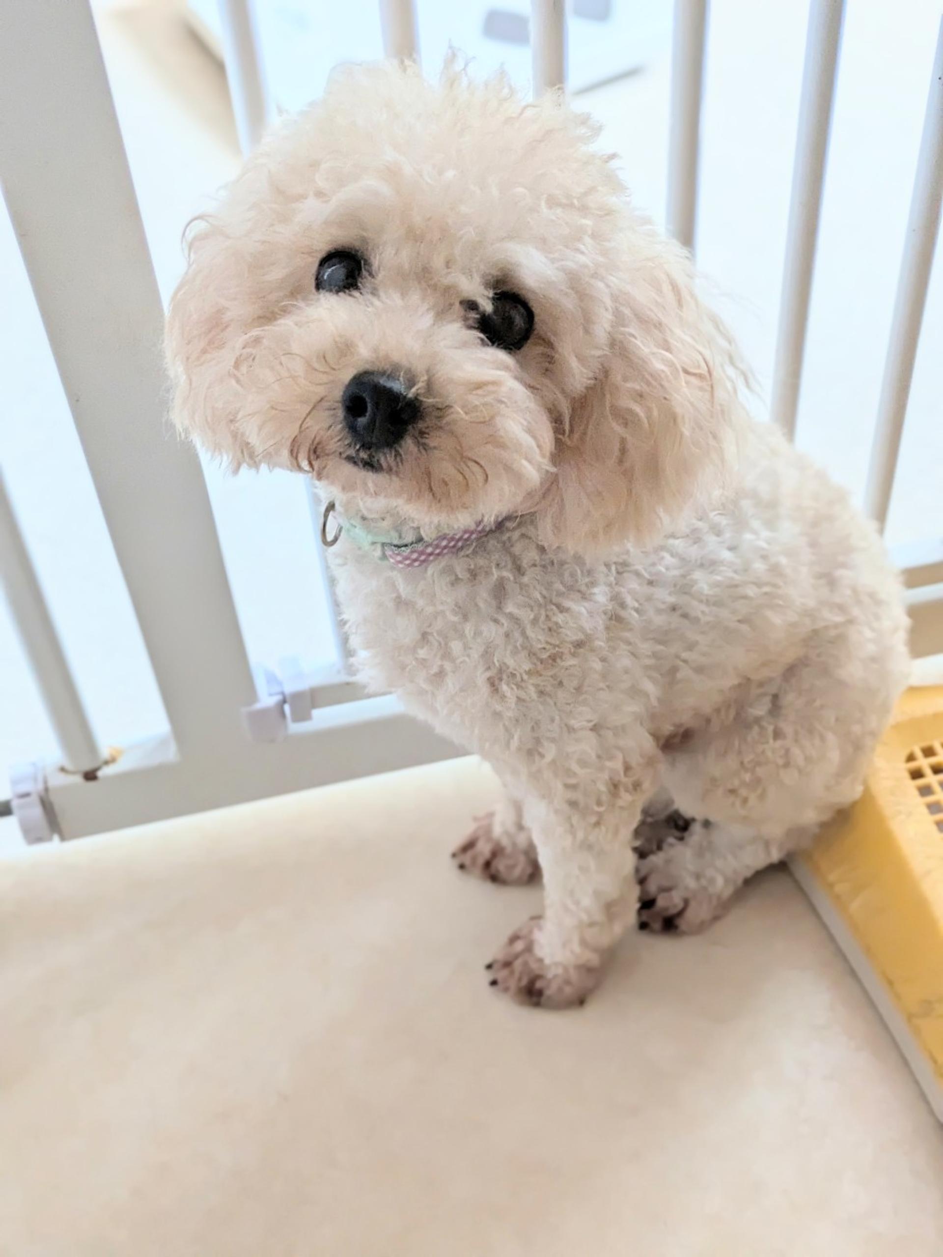 pet-image-3