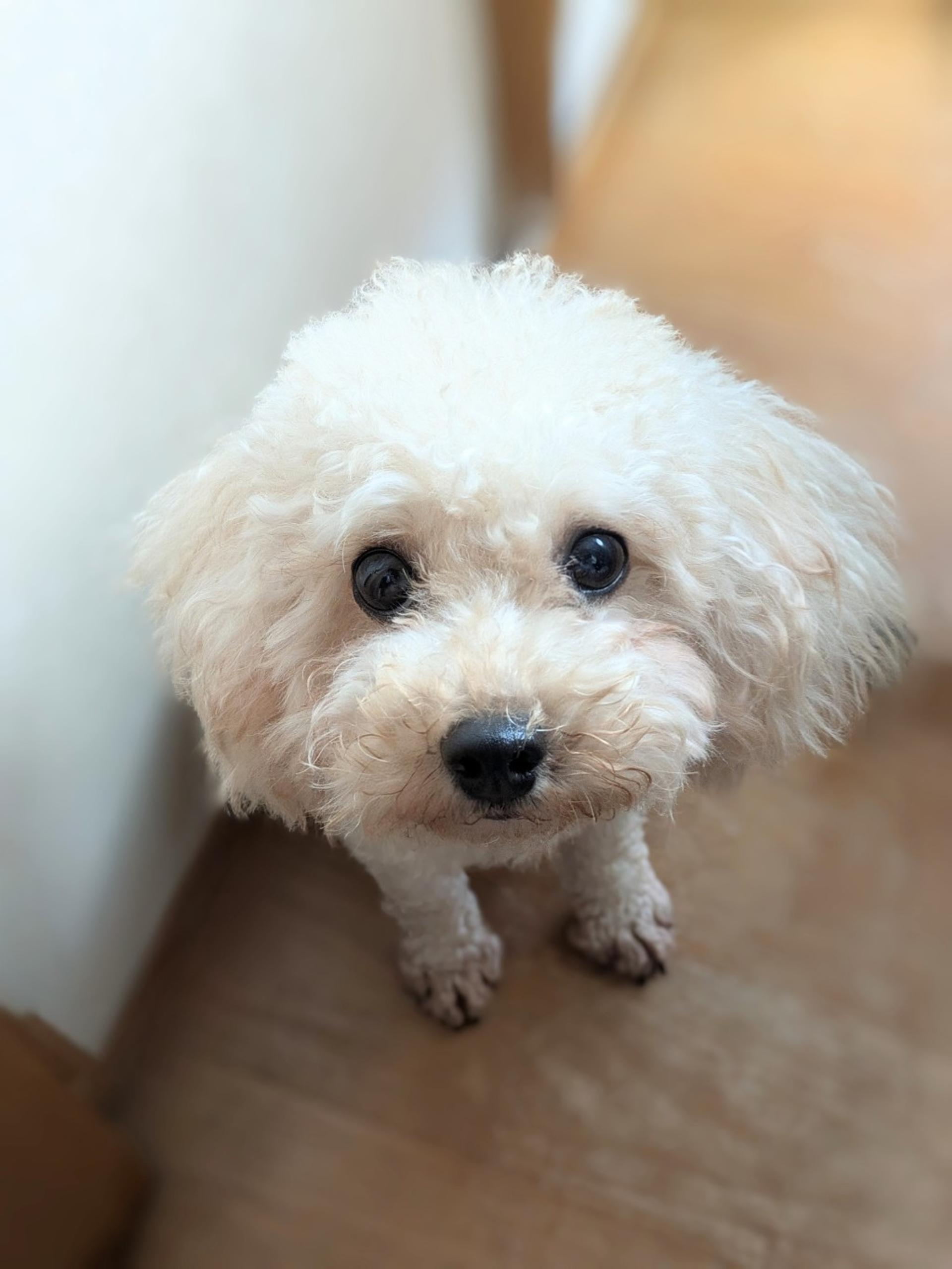 pet-image-5