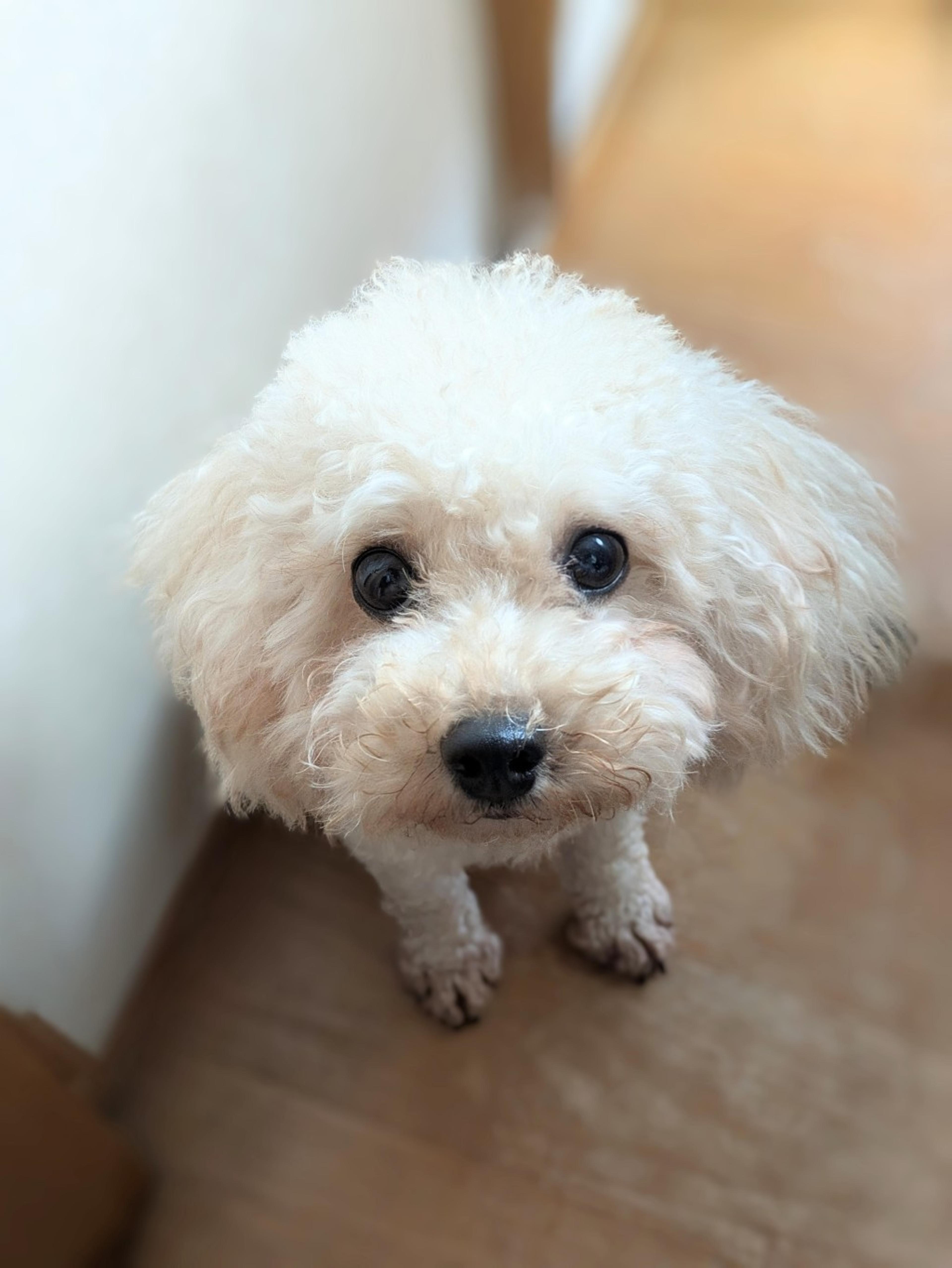 pet-image-5