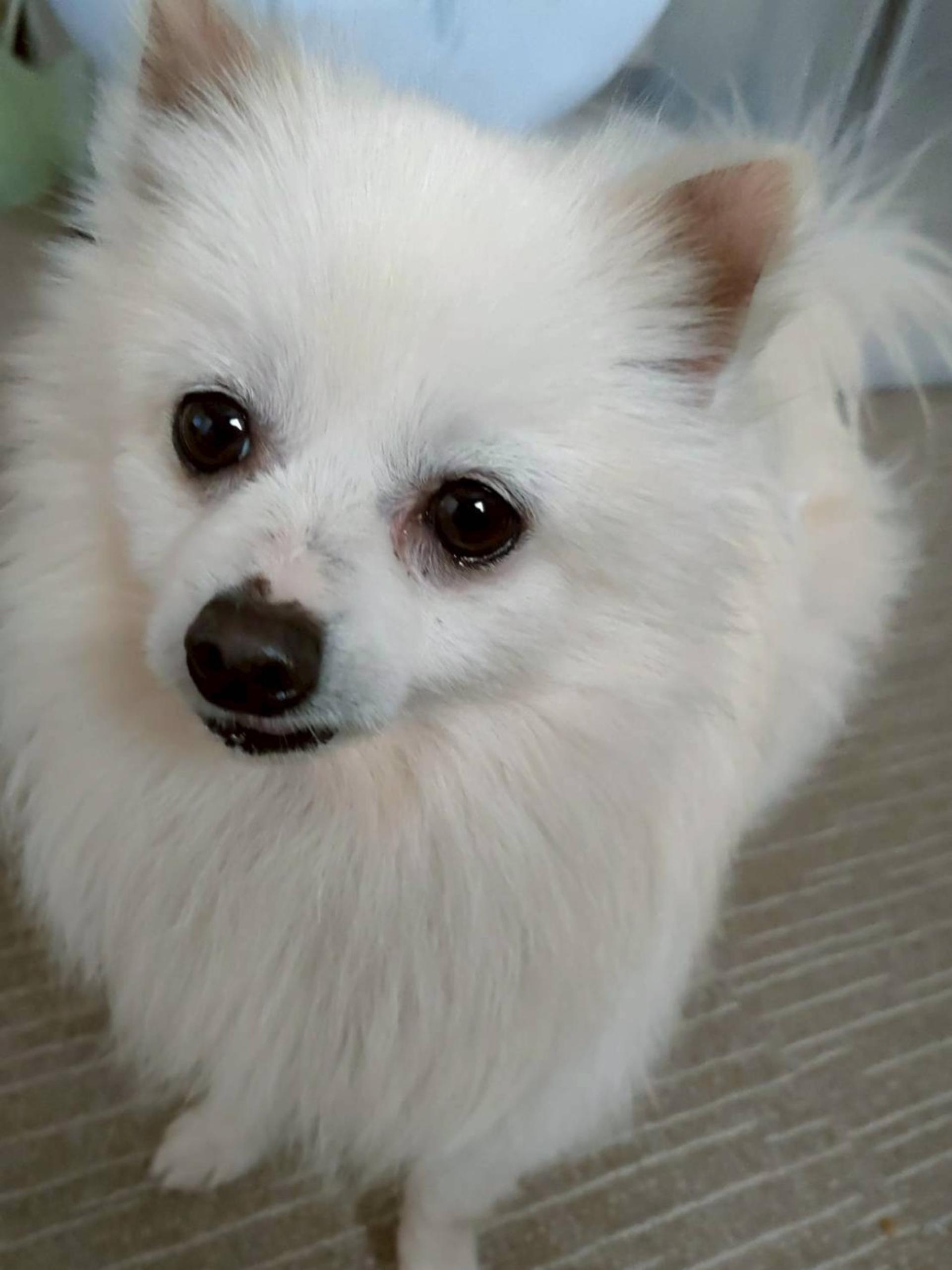 pet-image-2