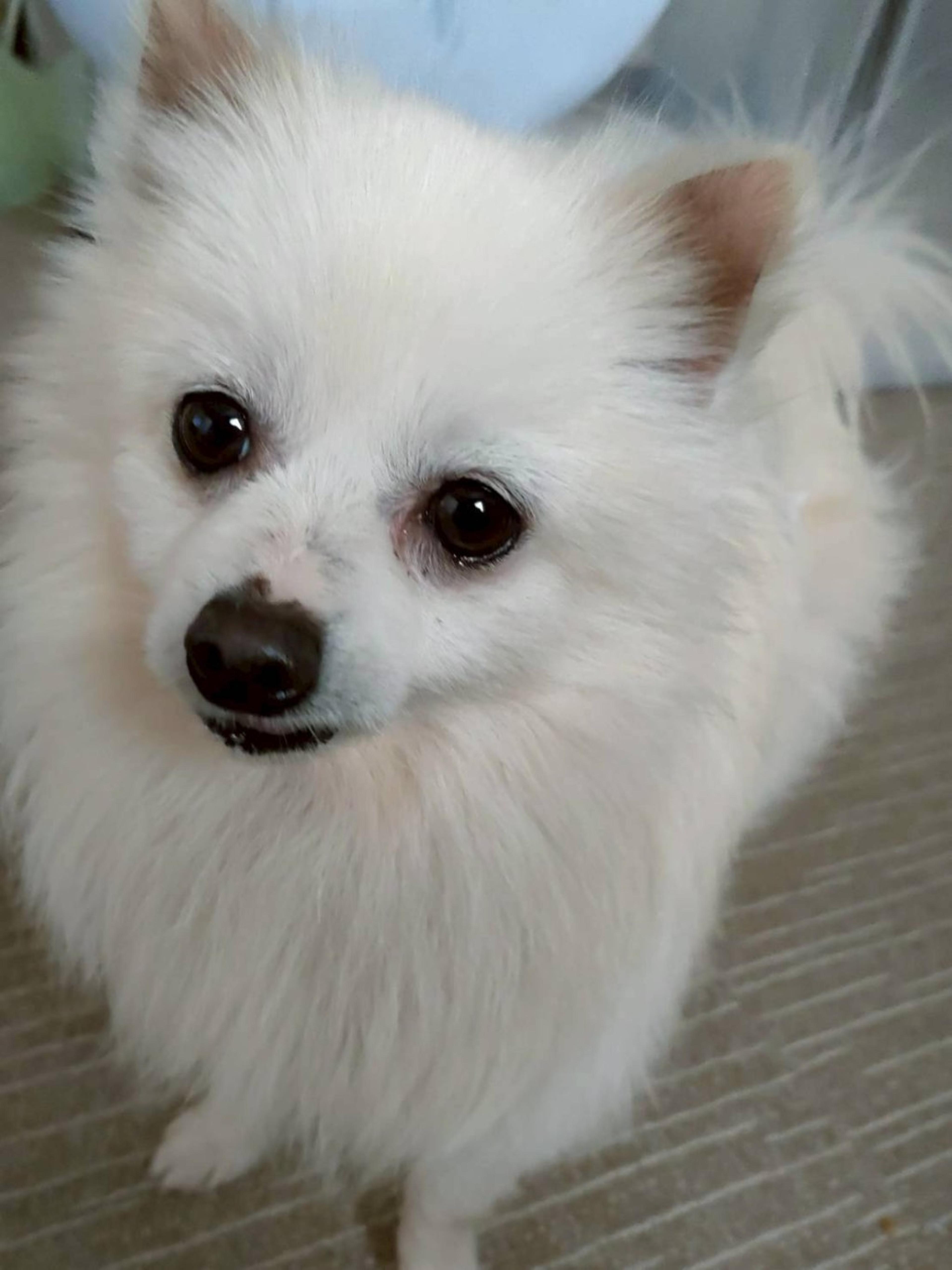 pet-image-2