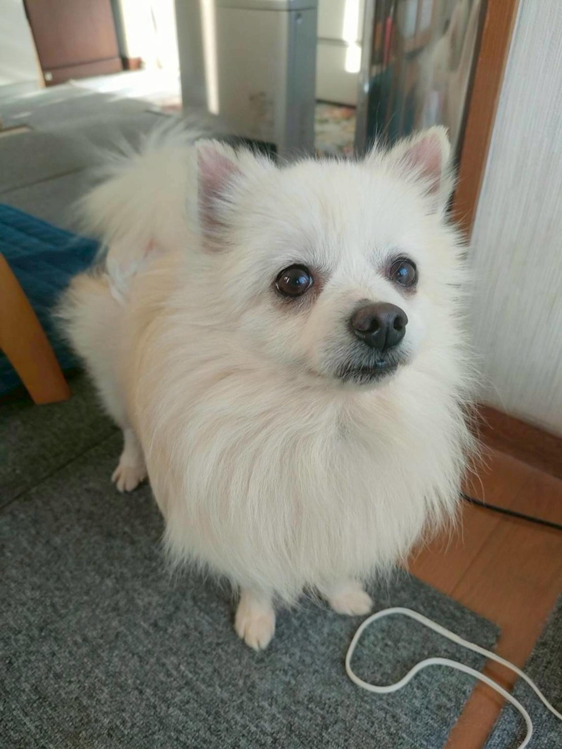 pet-image-3