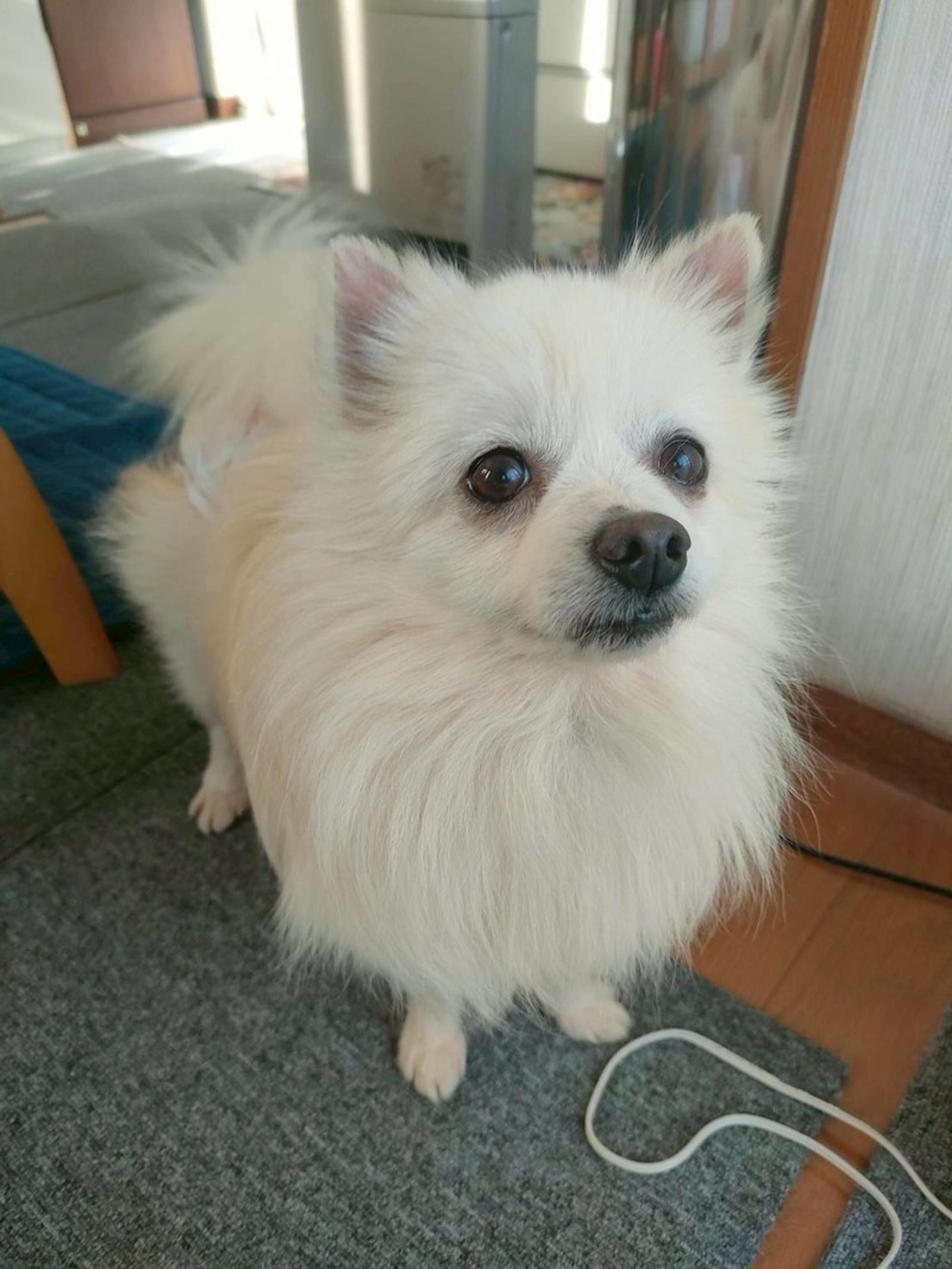 pet-image-3