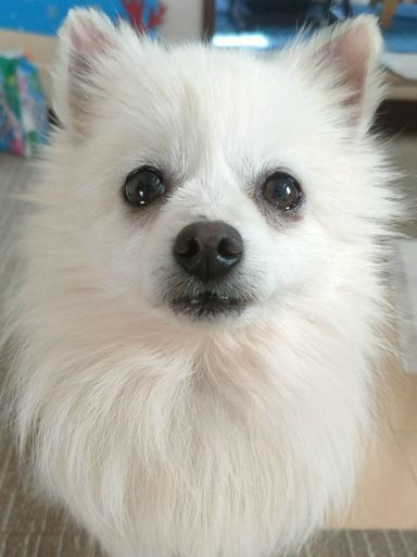 テト