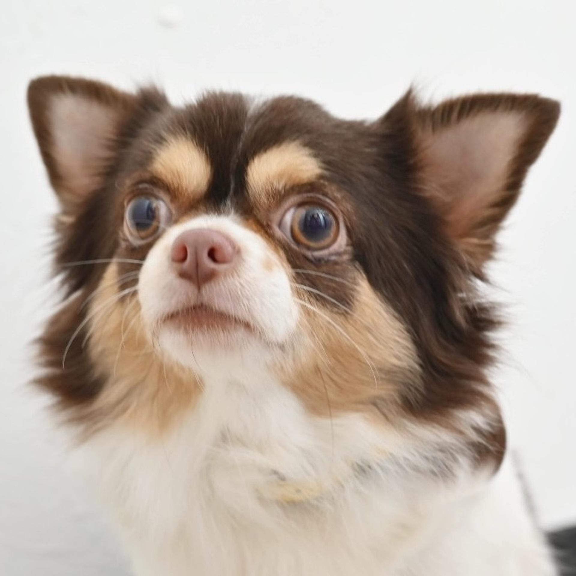 pet-image-4