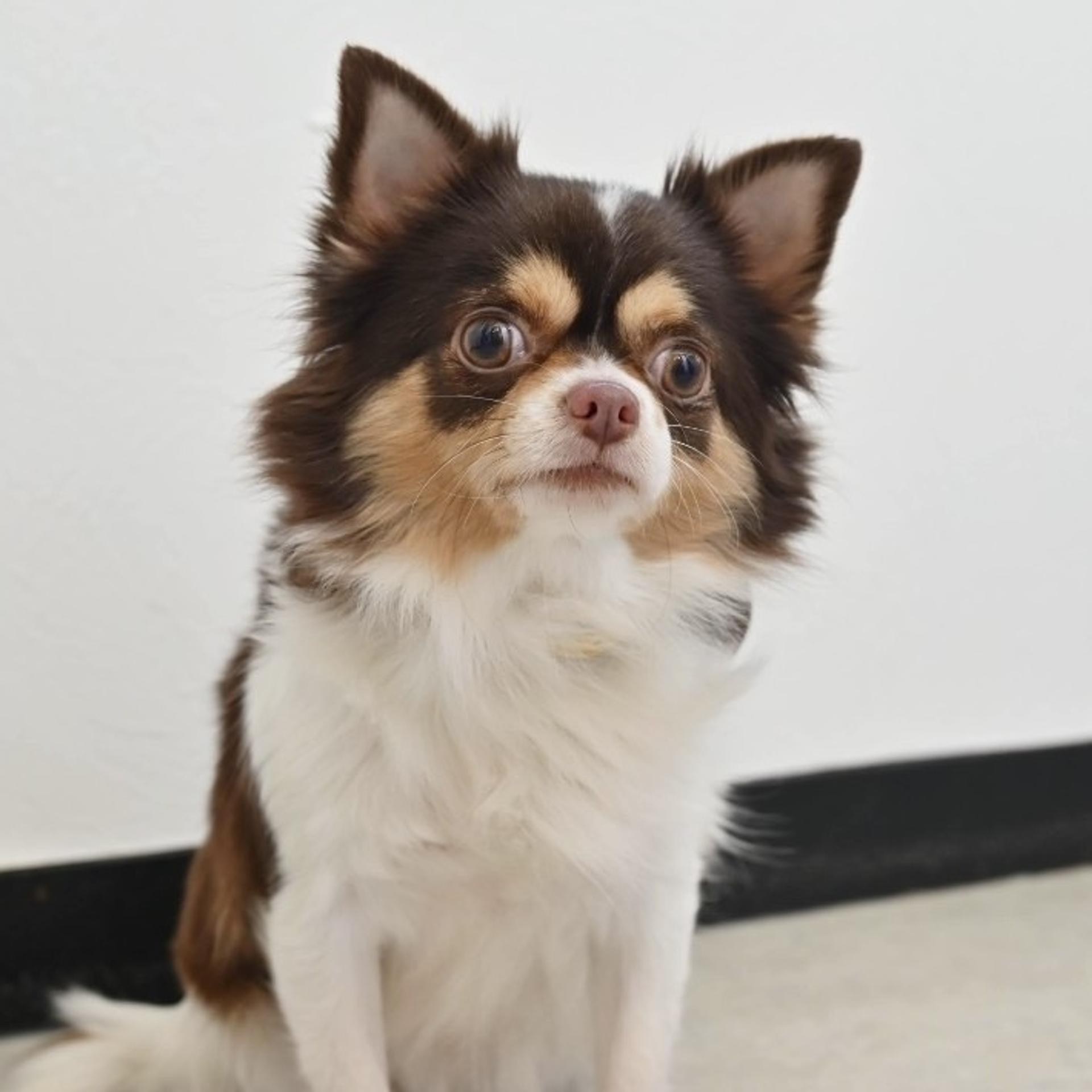 pet-image-5