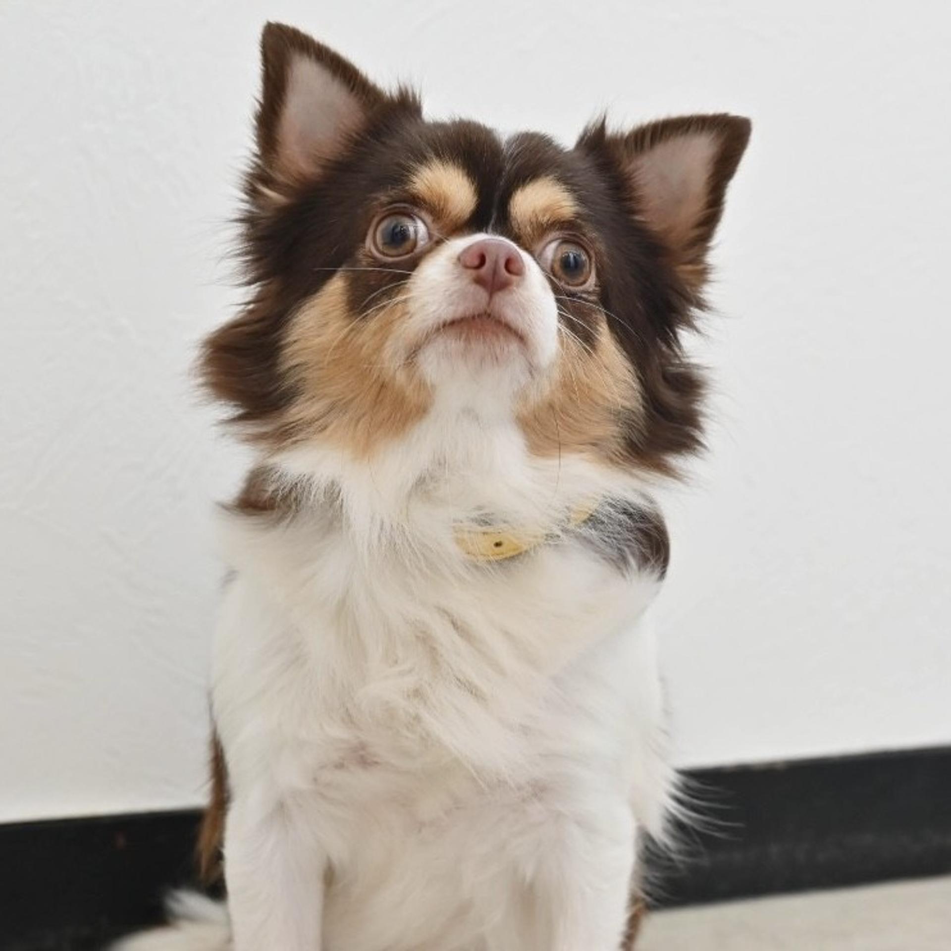 pet-image-6