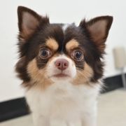 チワワ × 犬の里親募集情報｜OMUSUBI by ペトコト｜保護犬・保護