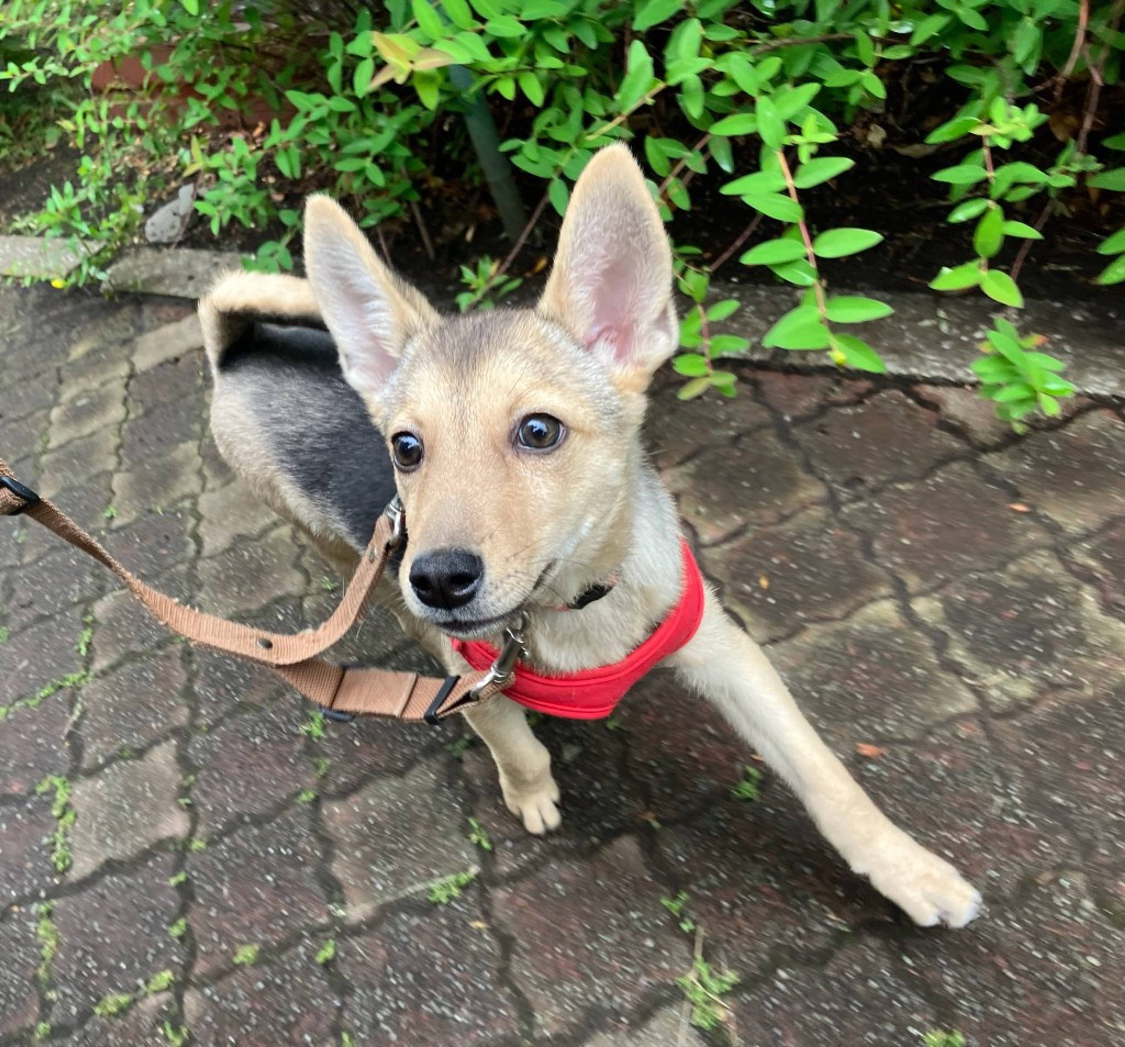 雑種（ミックス犬）・オスの里親募集の写真