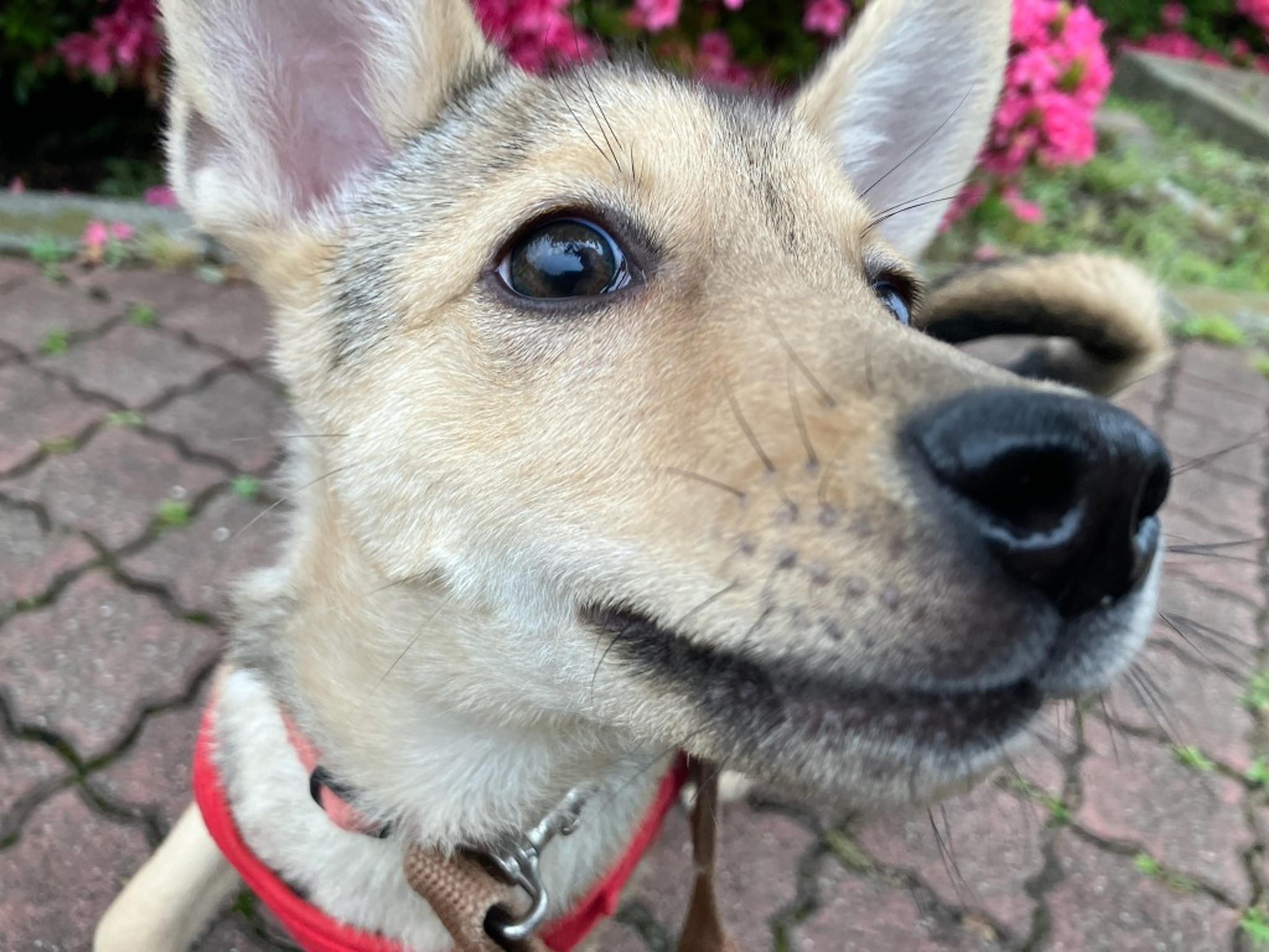 pet-image-2