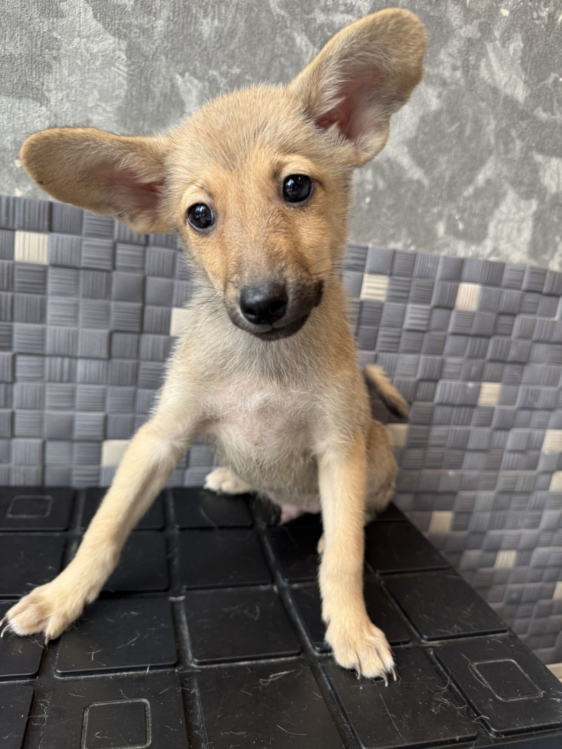 雑種（ミックス犬）・オスの里親募集の写真