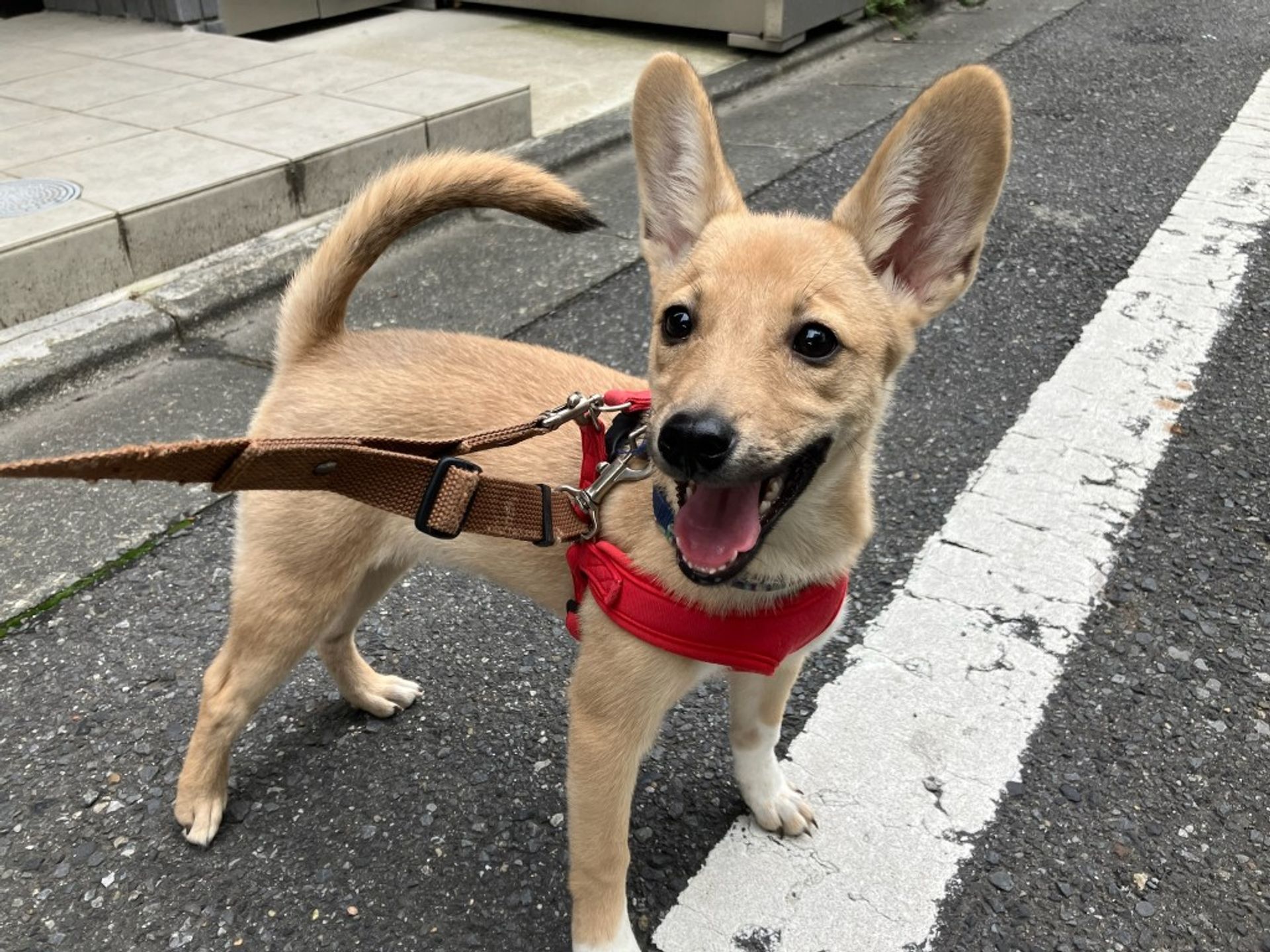 雑種（ミックス犬）・メスの里親募集の写真
