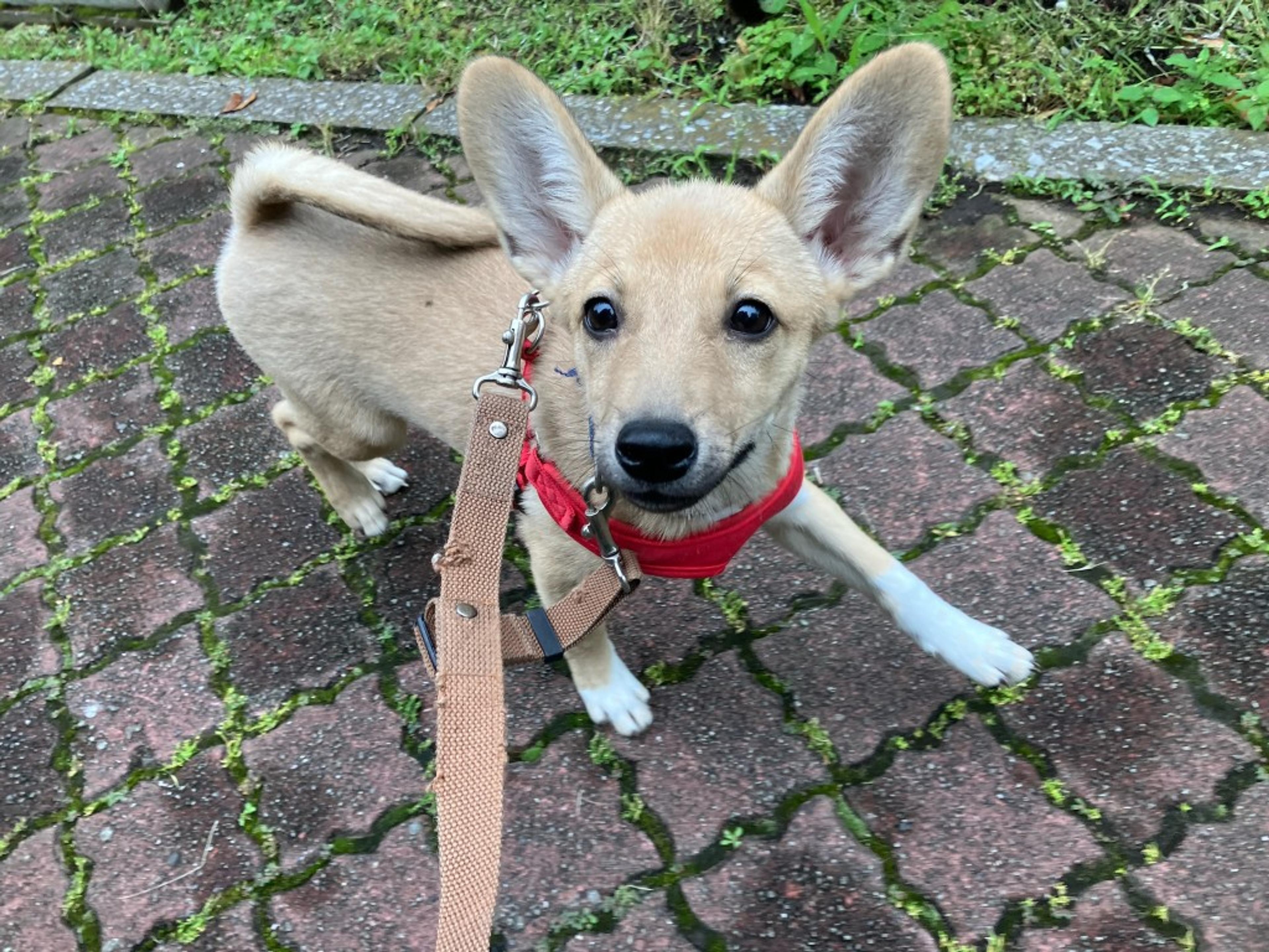 pet-image-2