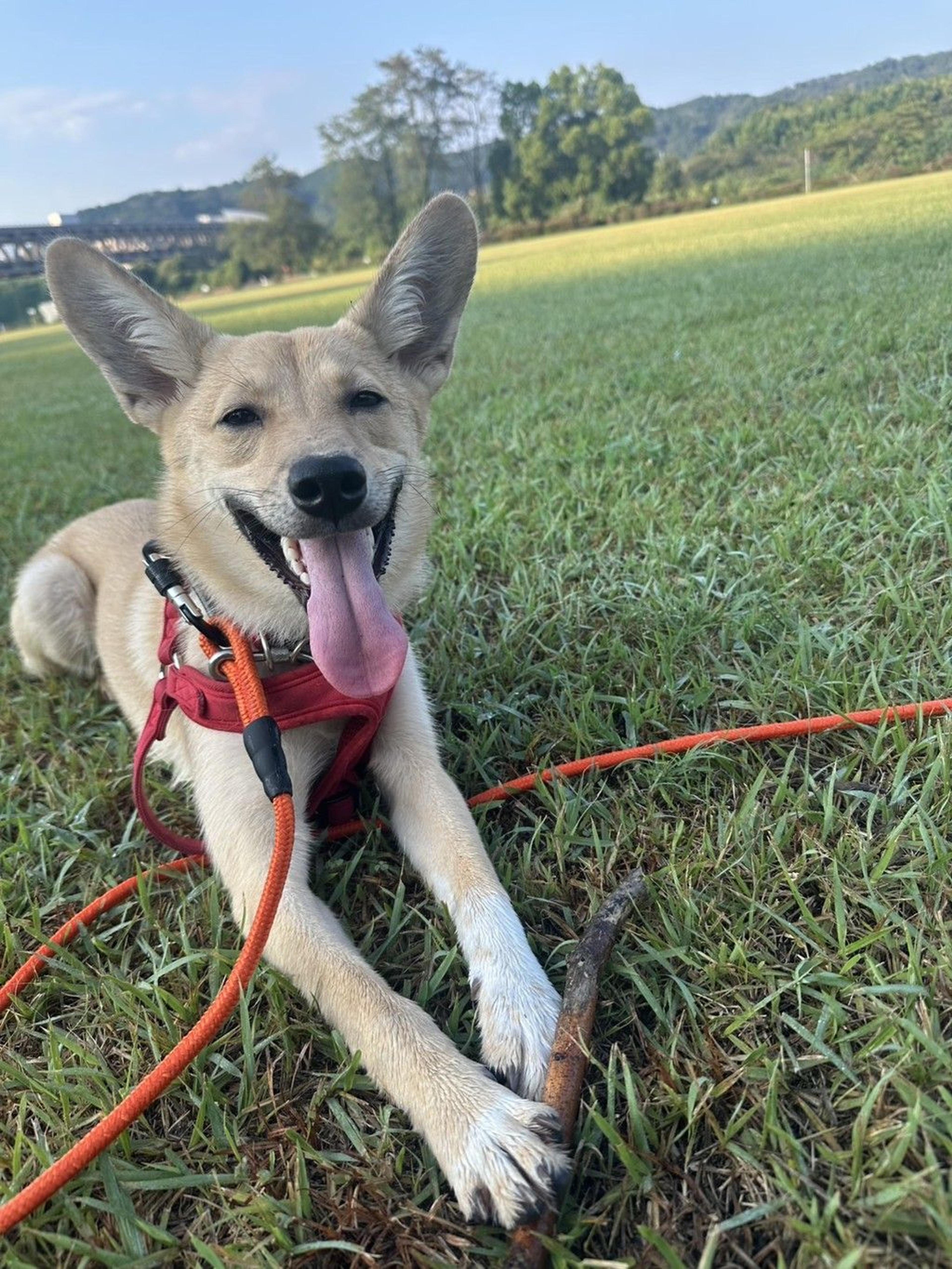 pet-image-3