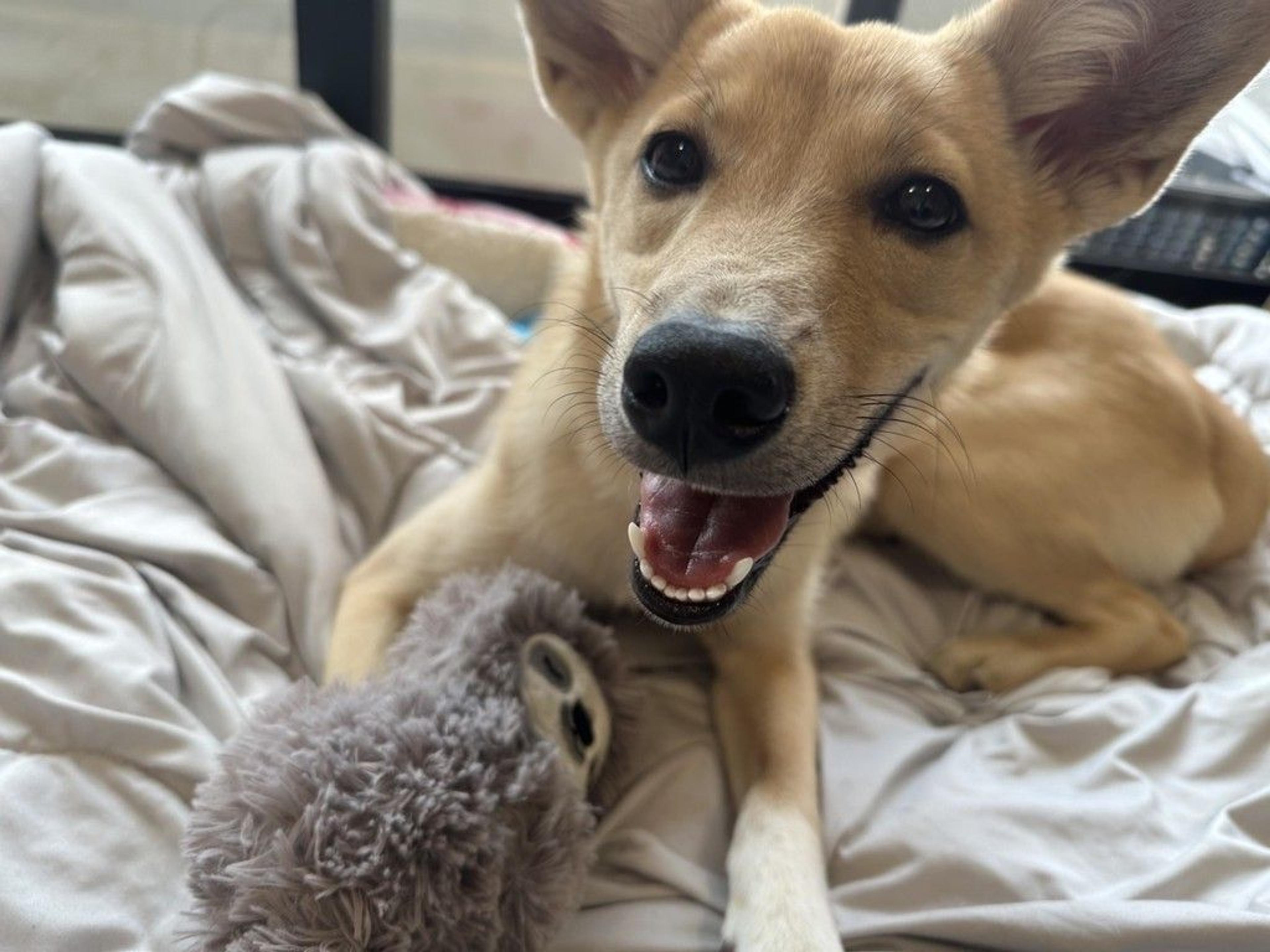 pet-image-4