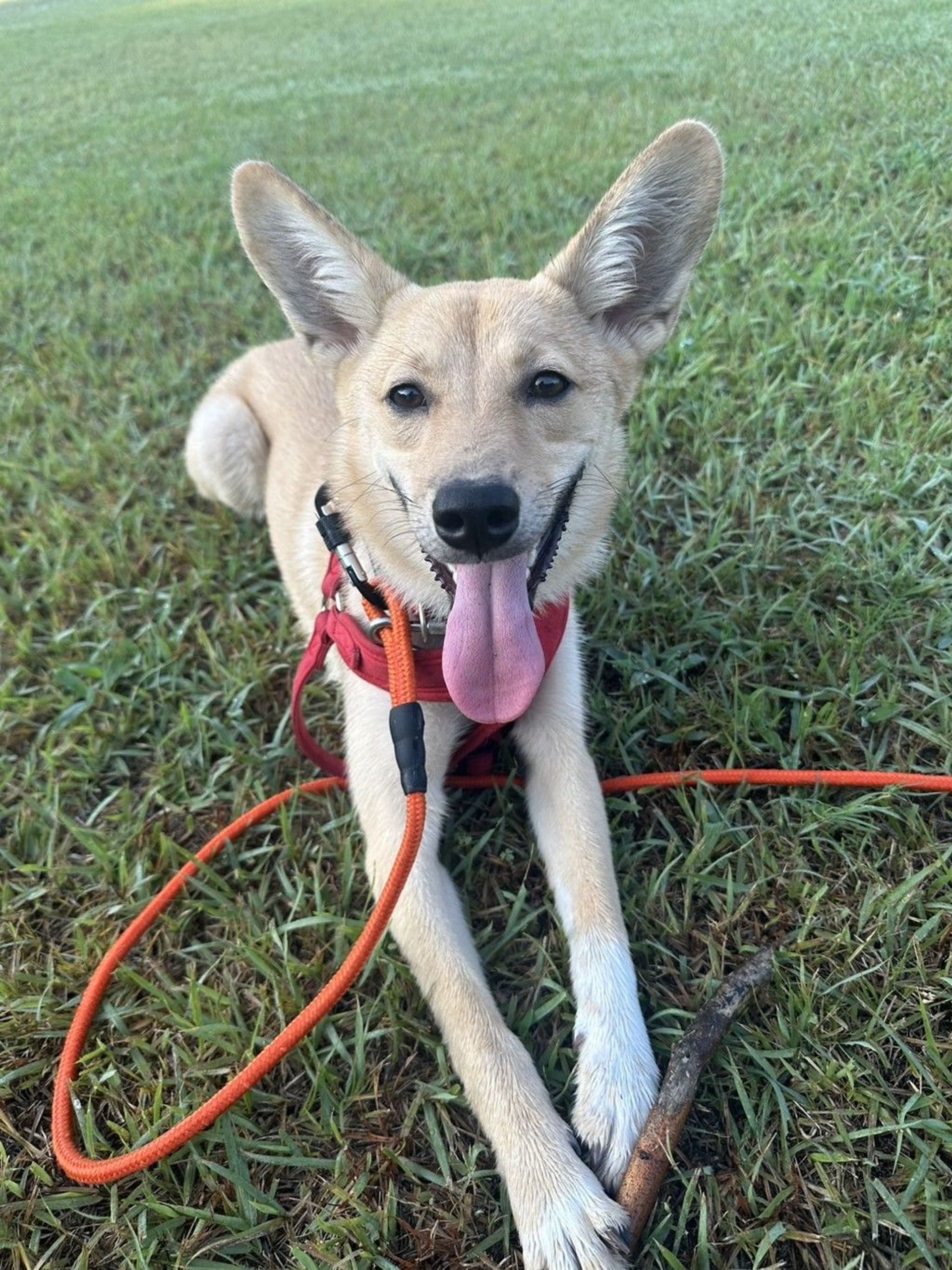 雑種（ミックス犬）・メスの里親募集の写真