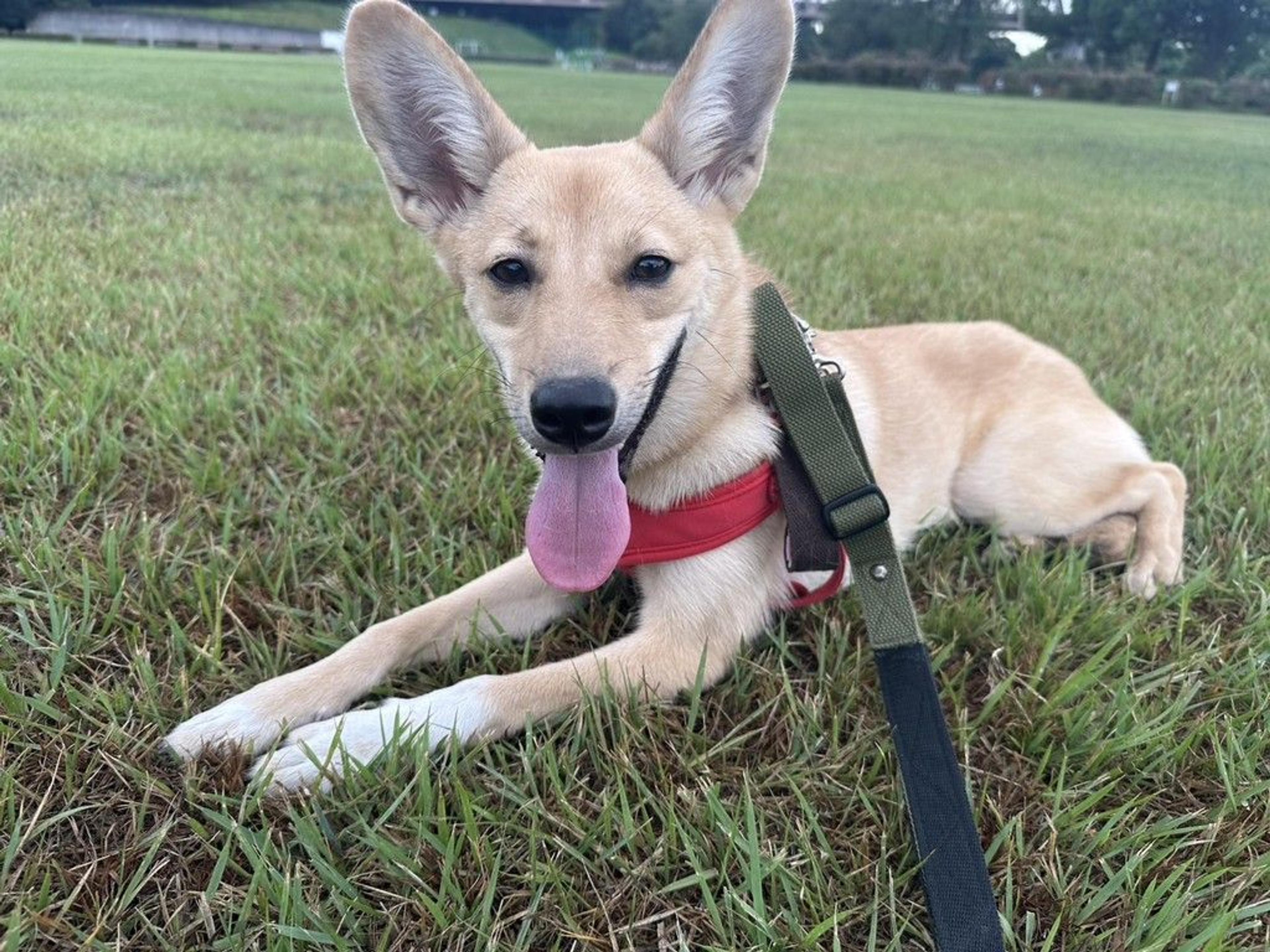 pet-image-2