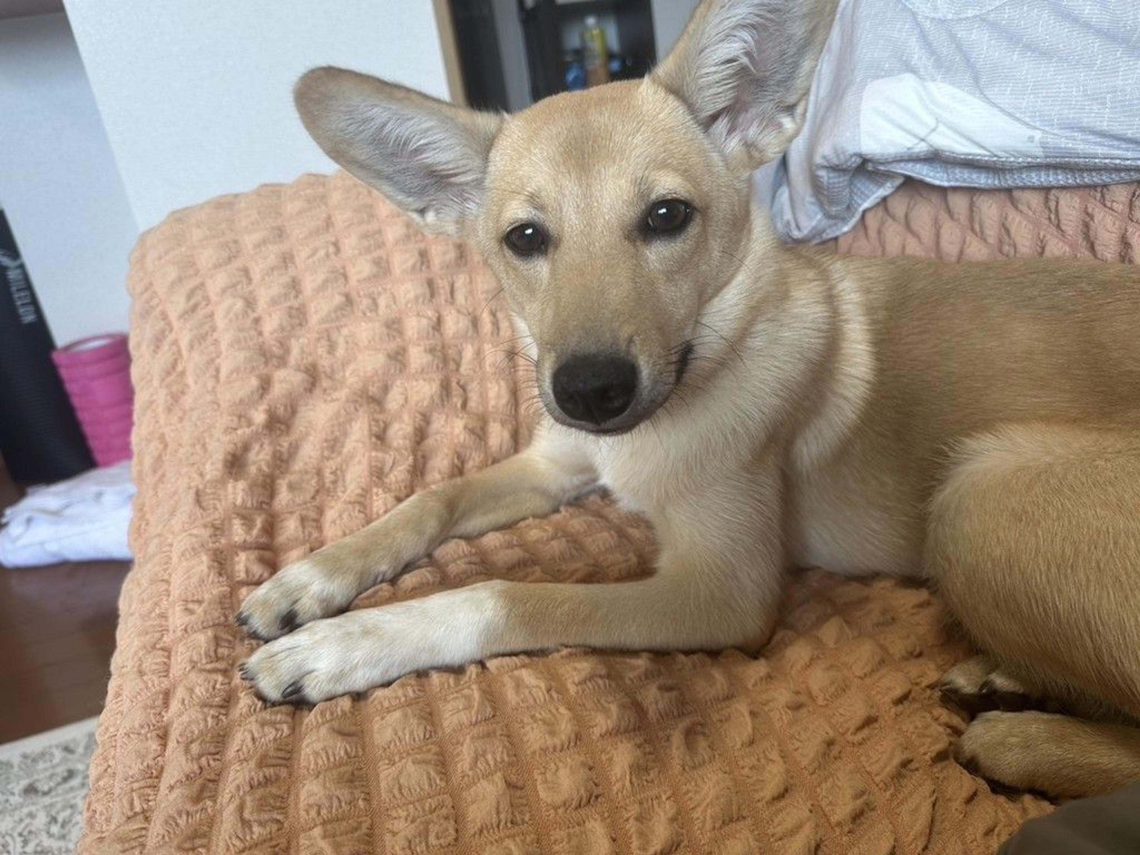 pet-image-5