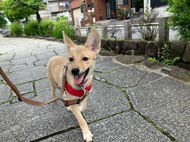 レジェロ