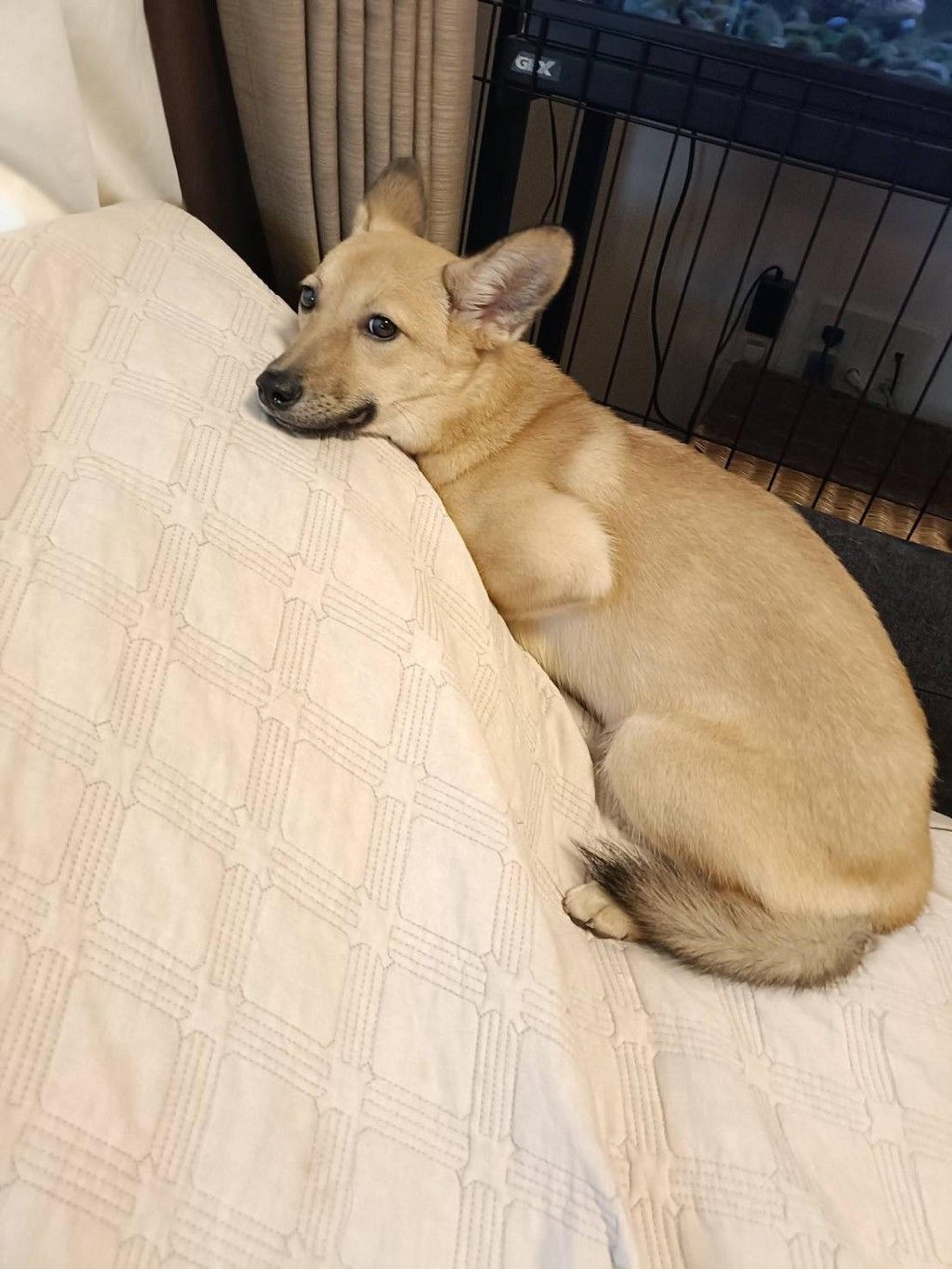 pet-image-5