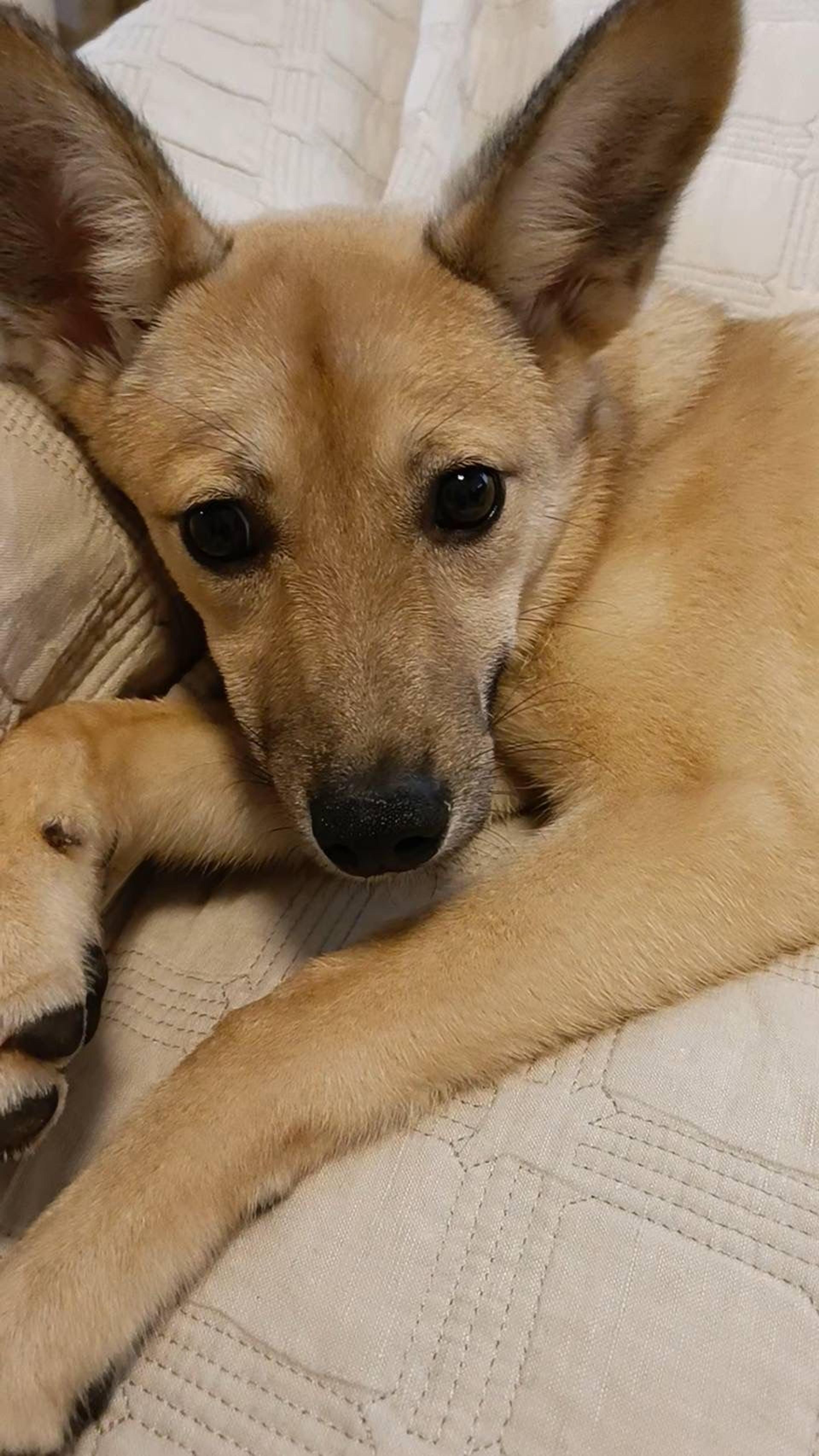 pet-image-3