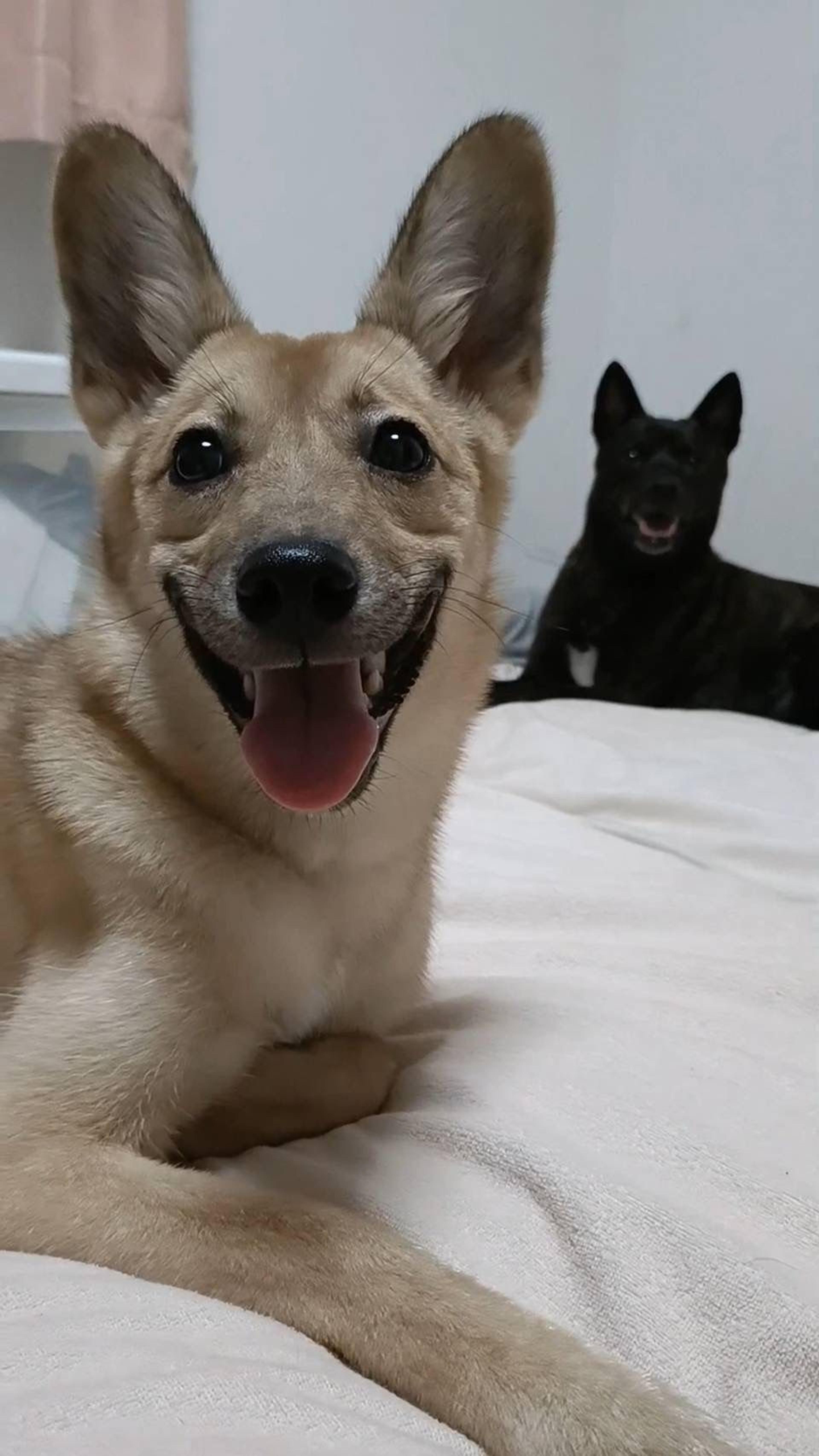 pet-image-2