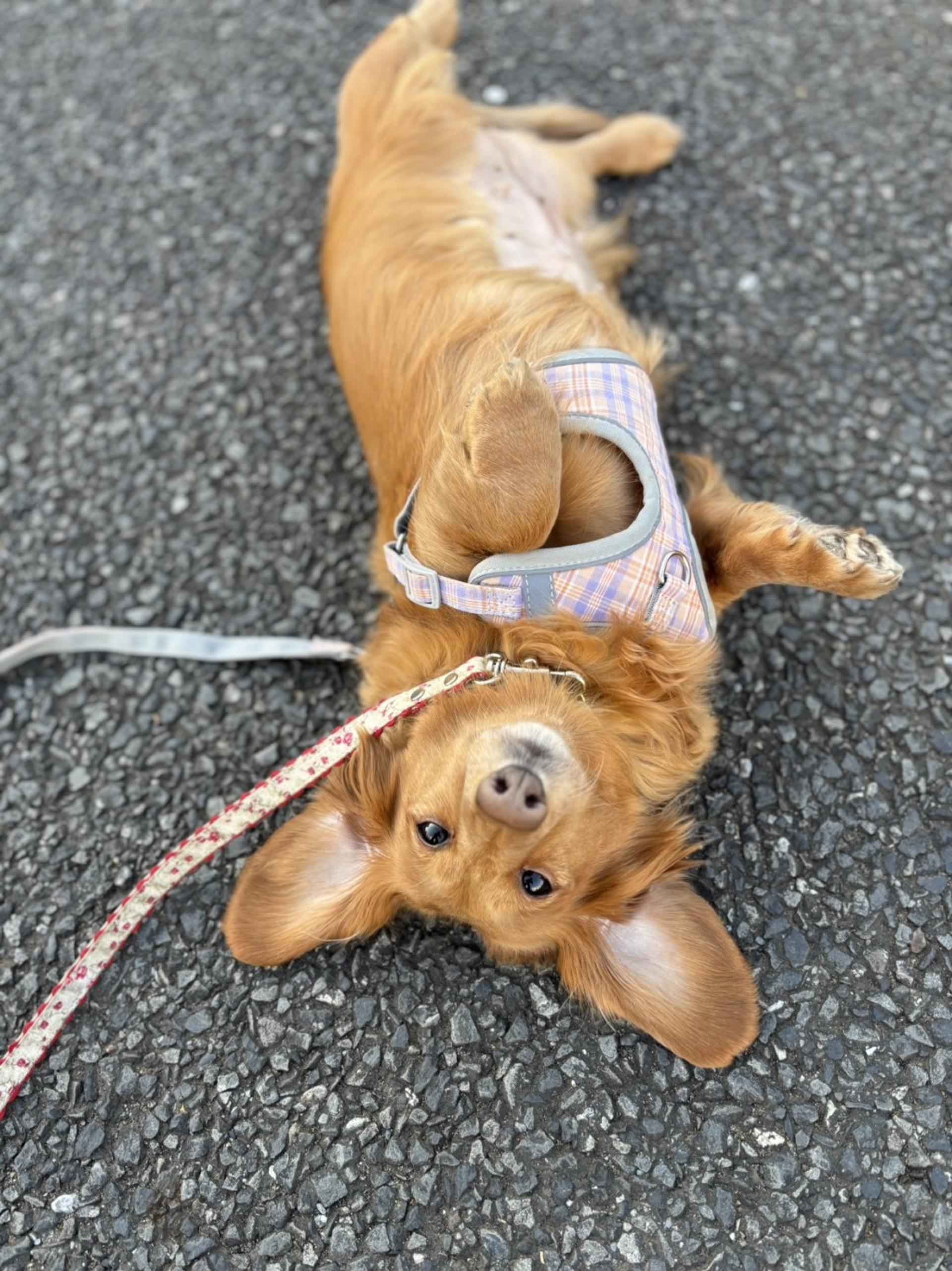 pet-image-2