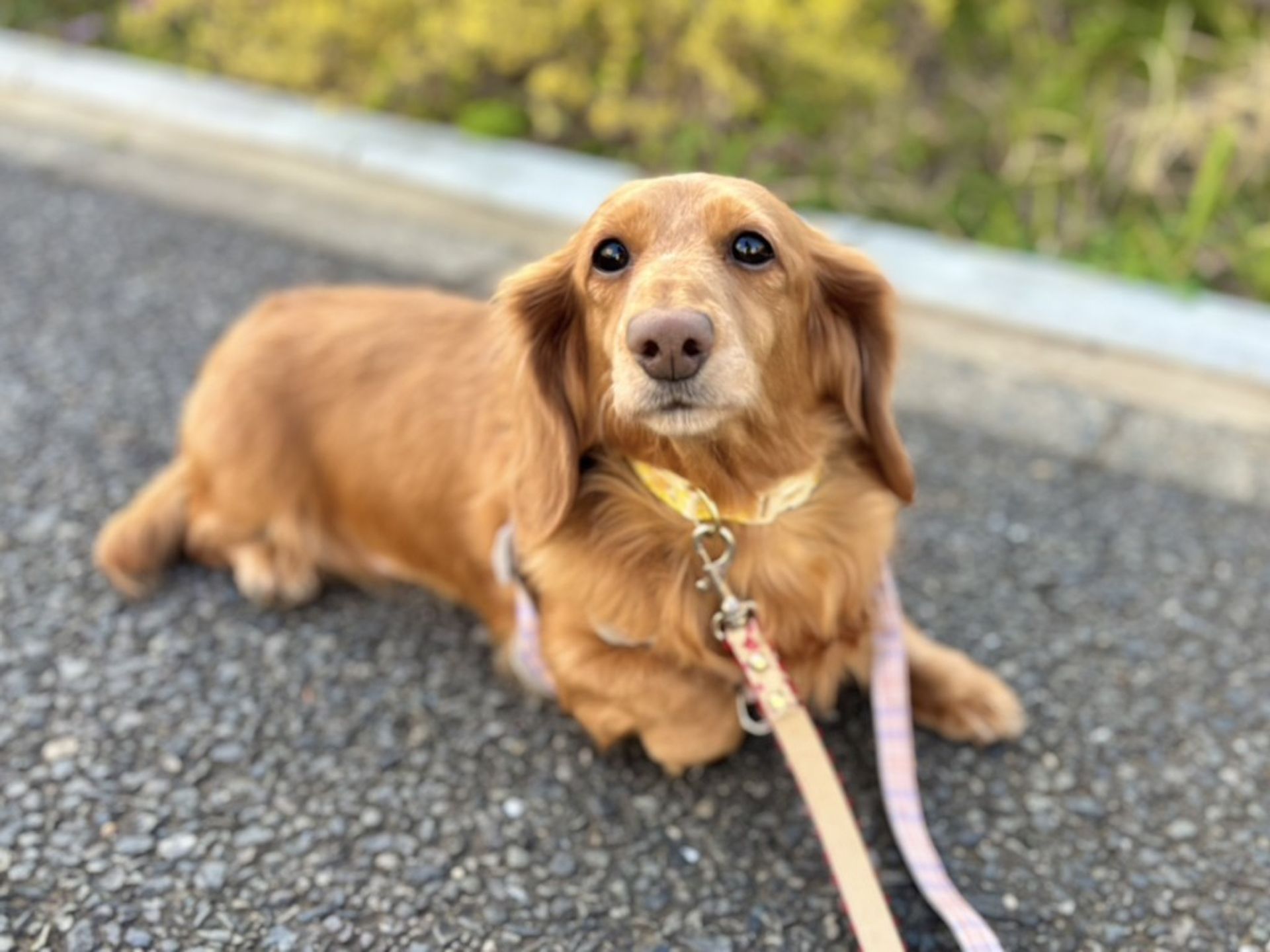 ミニチュア・ダックスフンド・メスの里親募集の写真