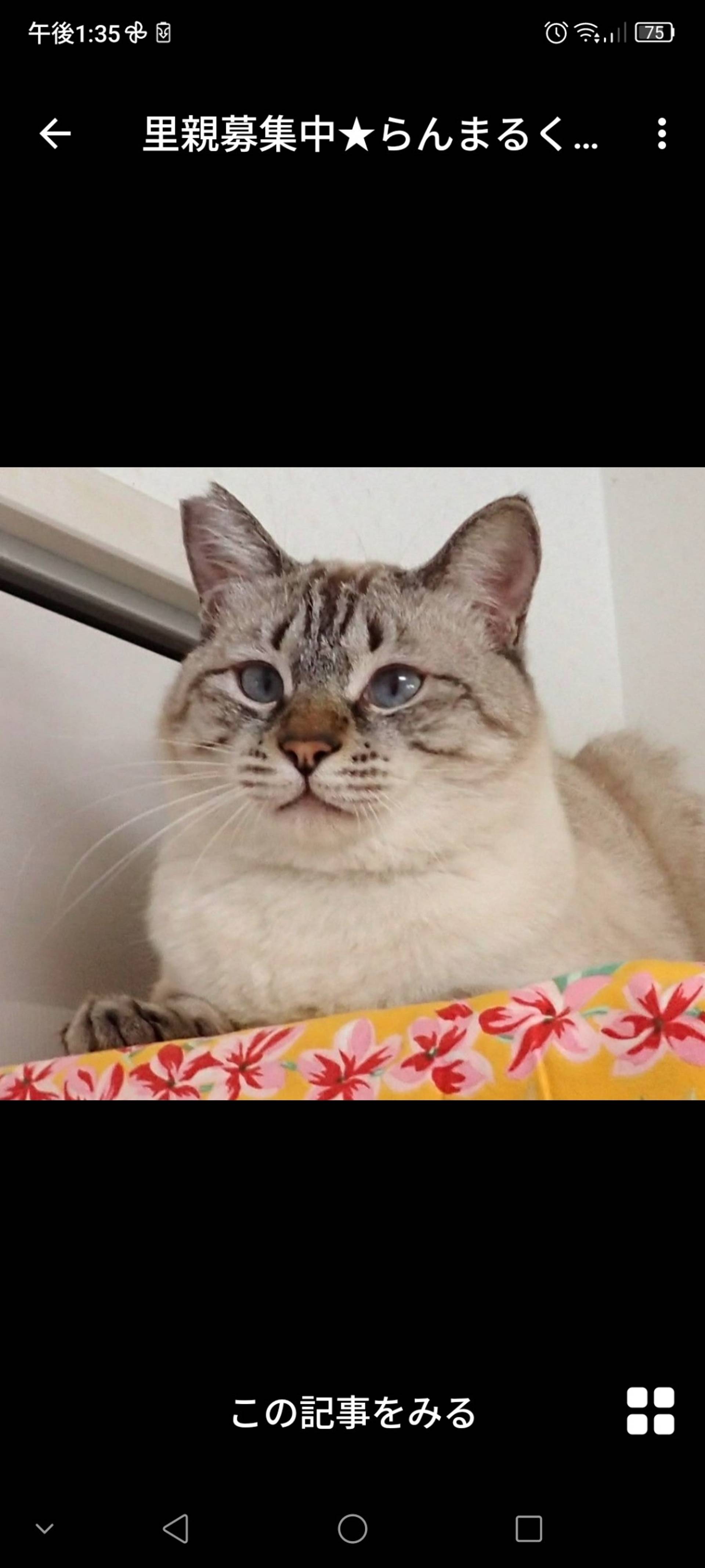 雑種（ミックス猫）・オスの里親募集の写真