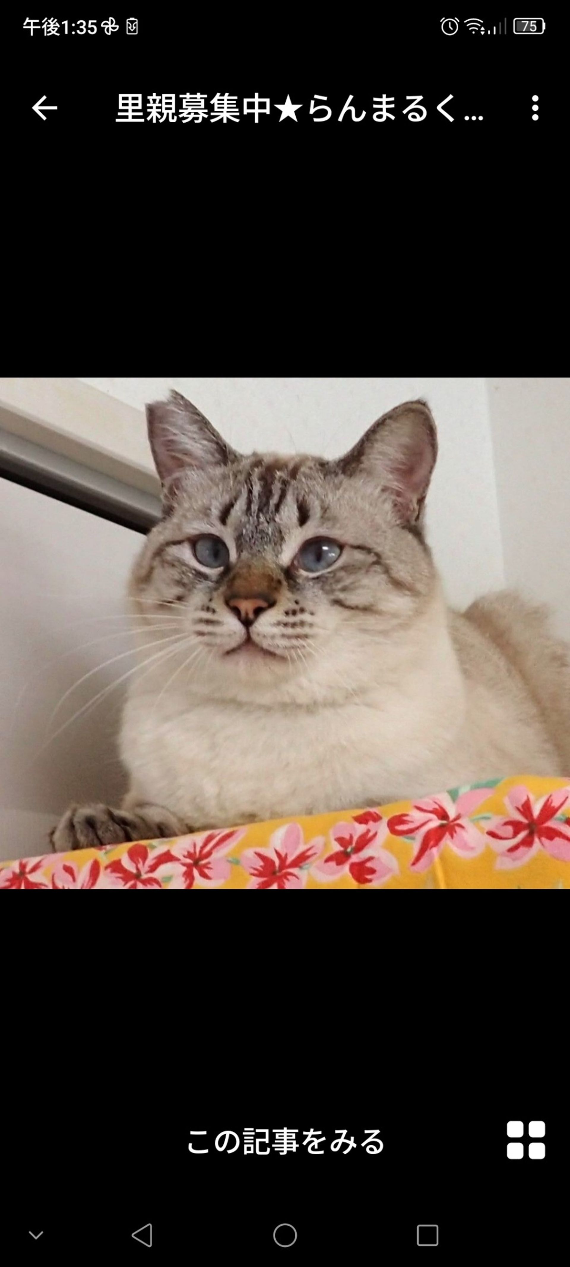 雑種（ミックス猫）・オスの里親募集の写真