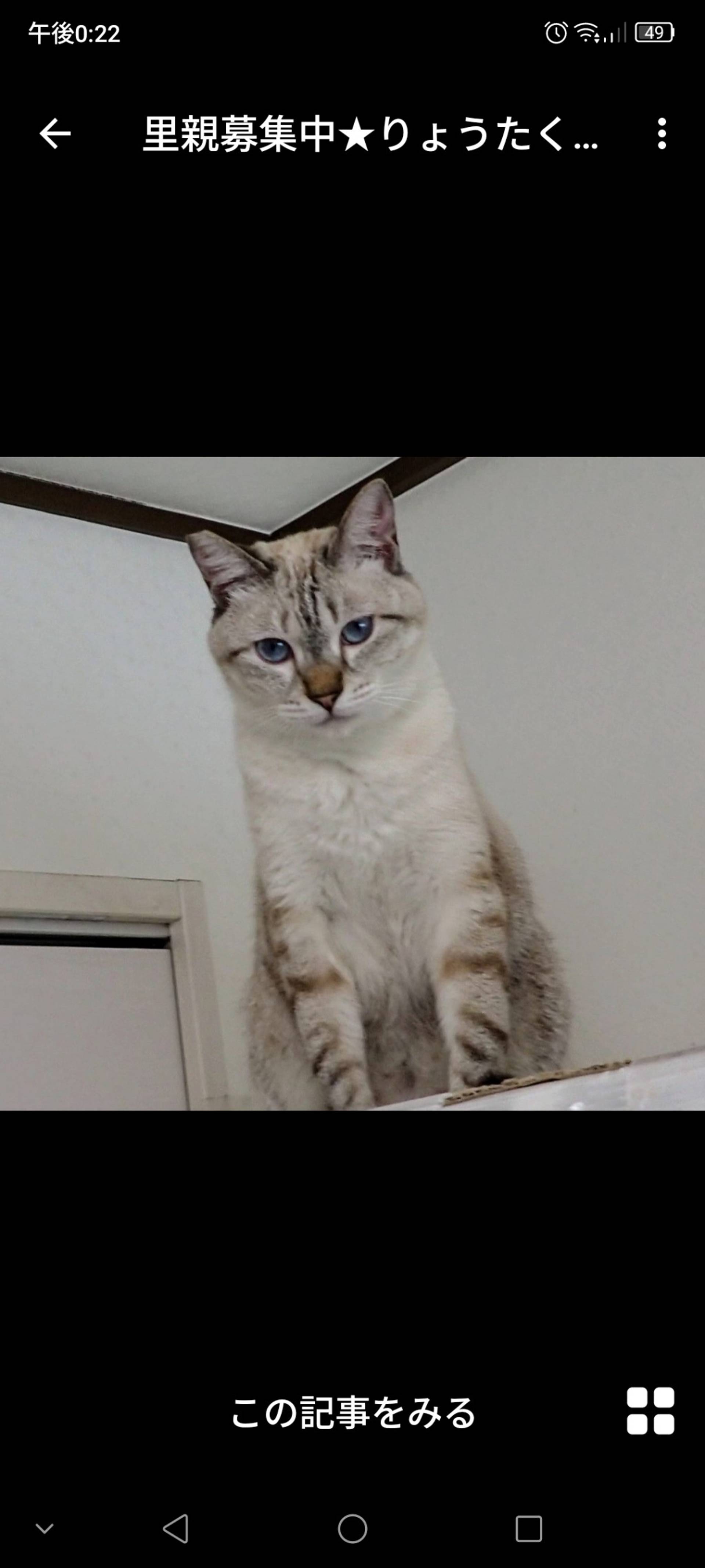 雑種（ミックス猫）・オスの里親募集の写真