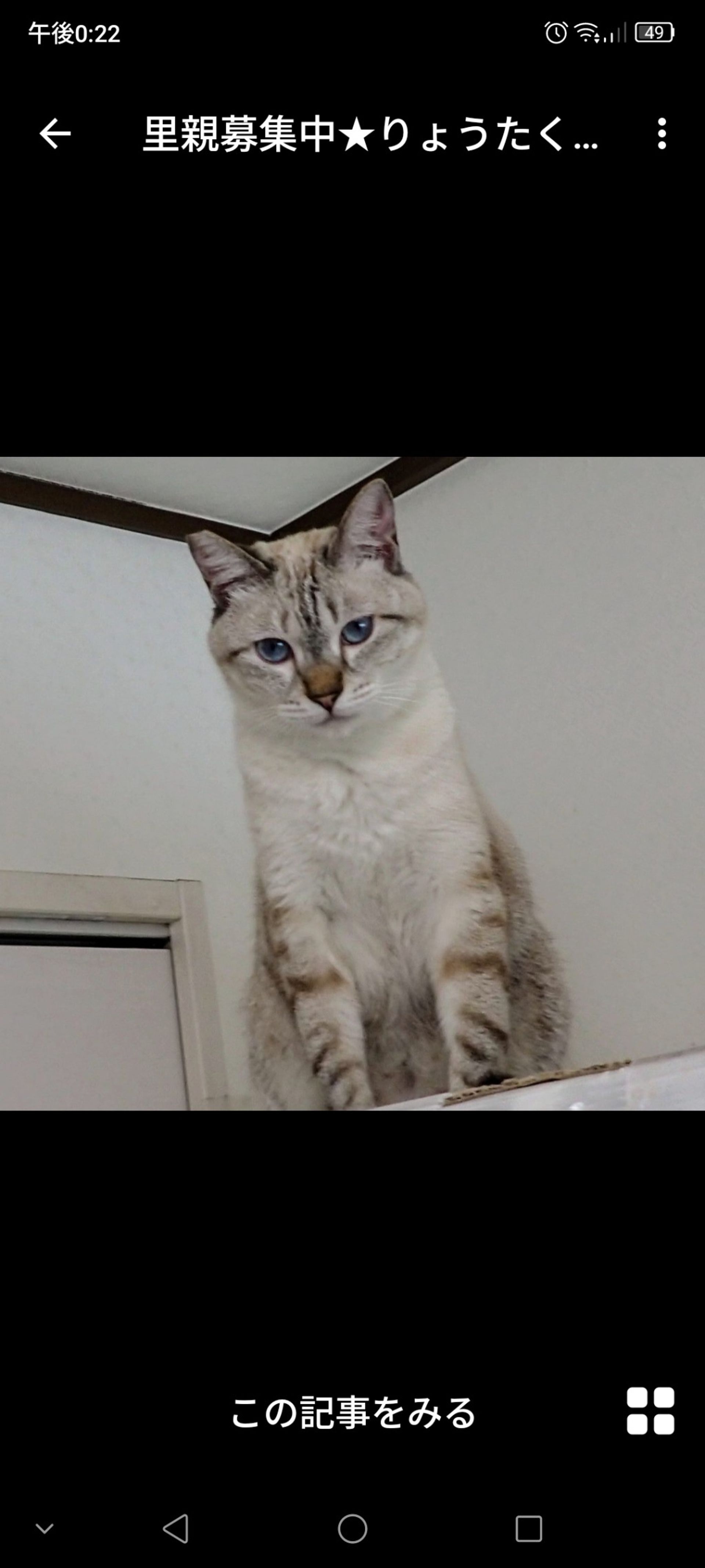 雑種（ミックス猫）・オスの里親募集の写真