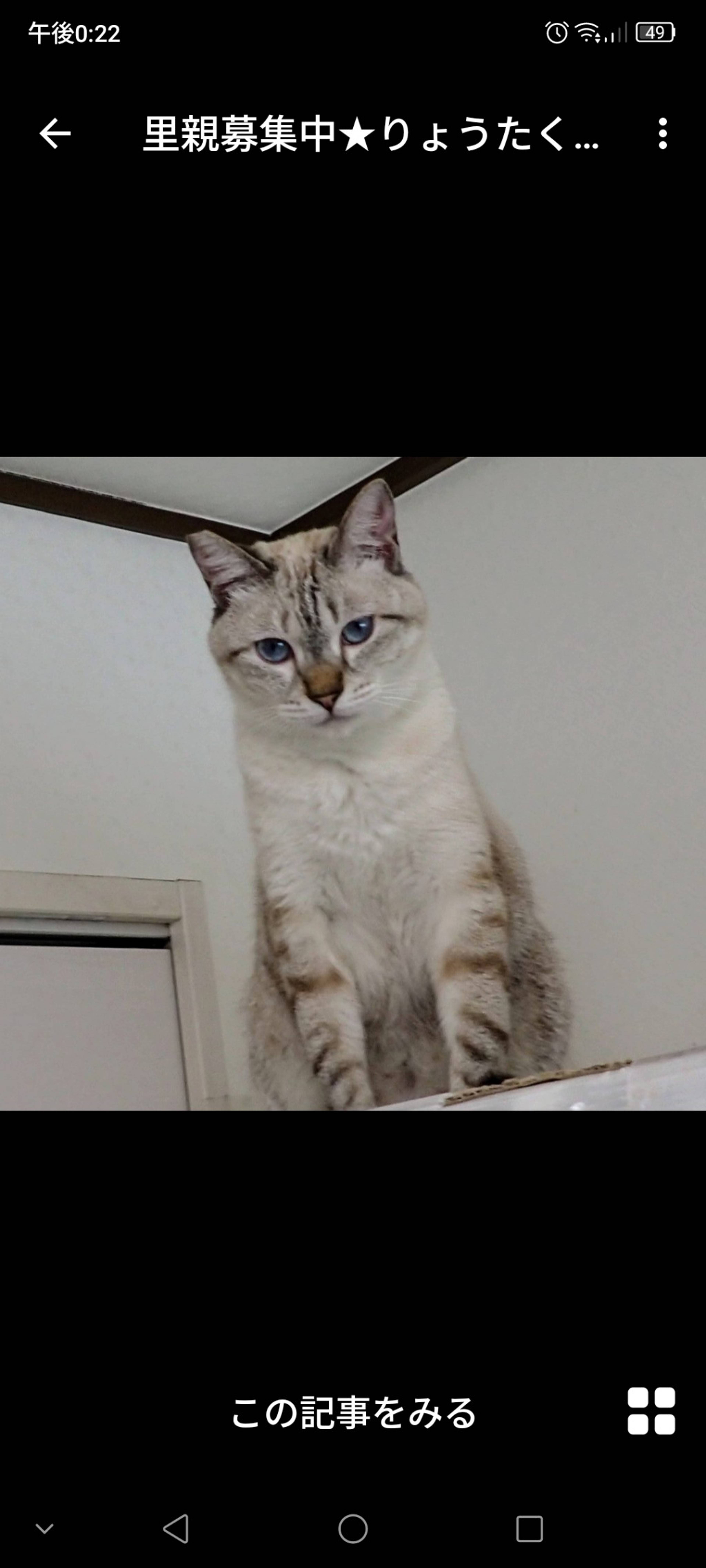 雑種（ミックス猫）・オスの里親募集の写真