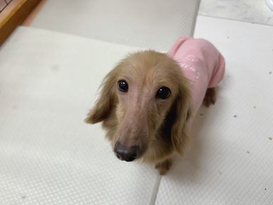 メルルモン