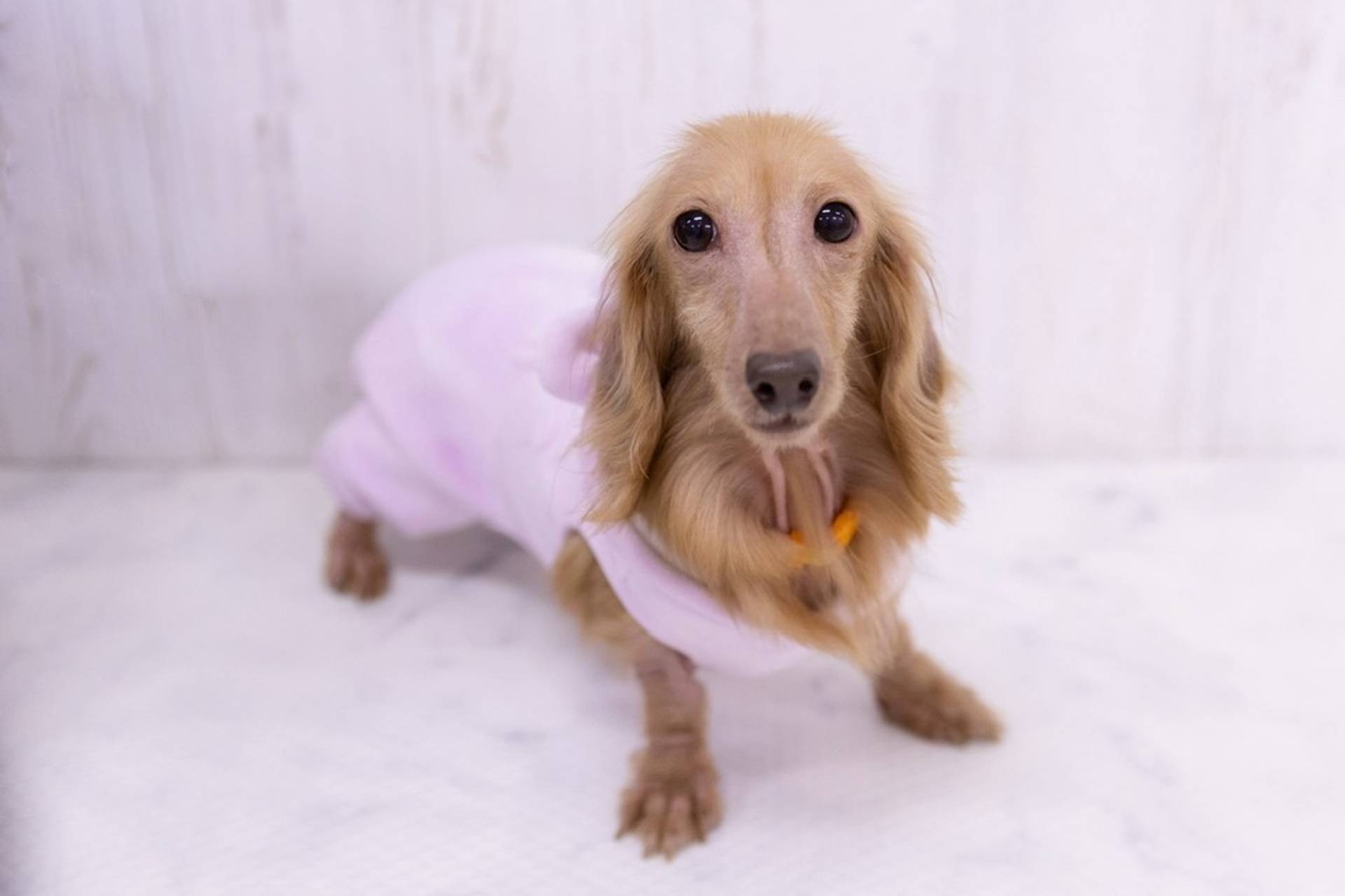 ミニチュア・ダックスフンド・メスの里親募集の写真