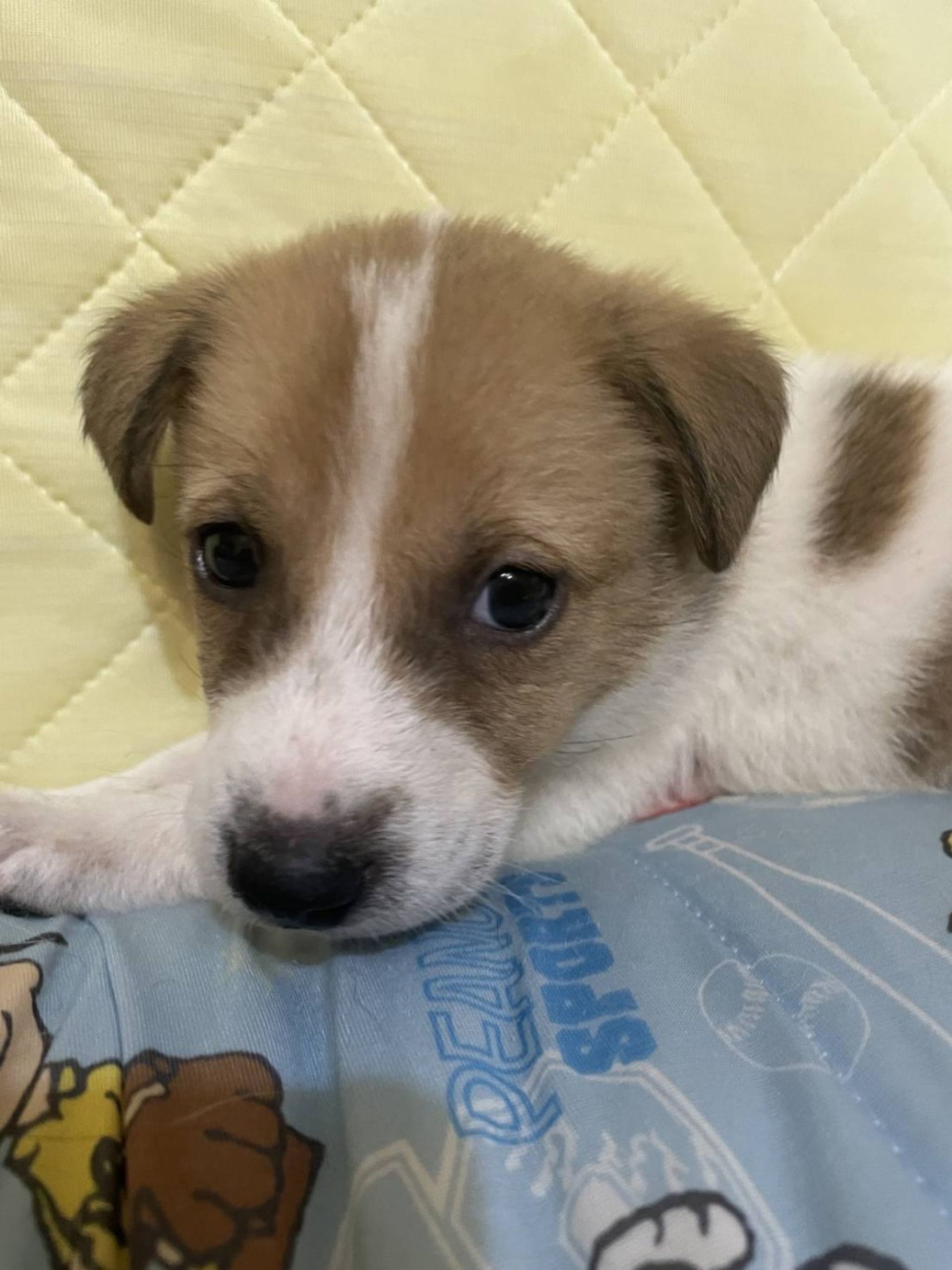 雑種（ミックス犬）・オスの里親募集の写真