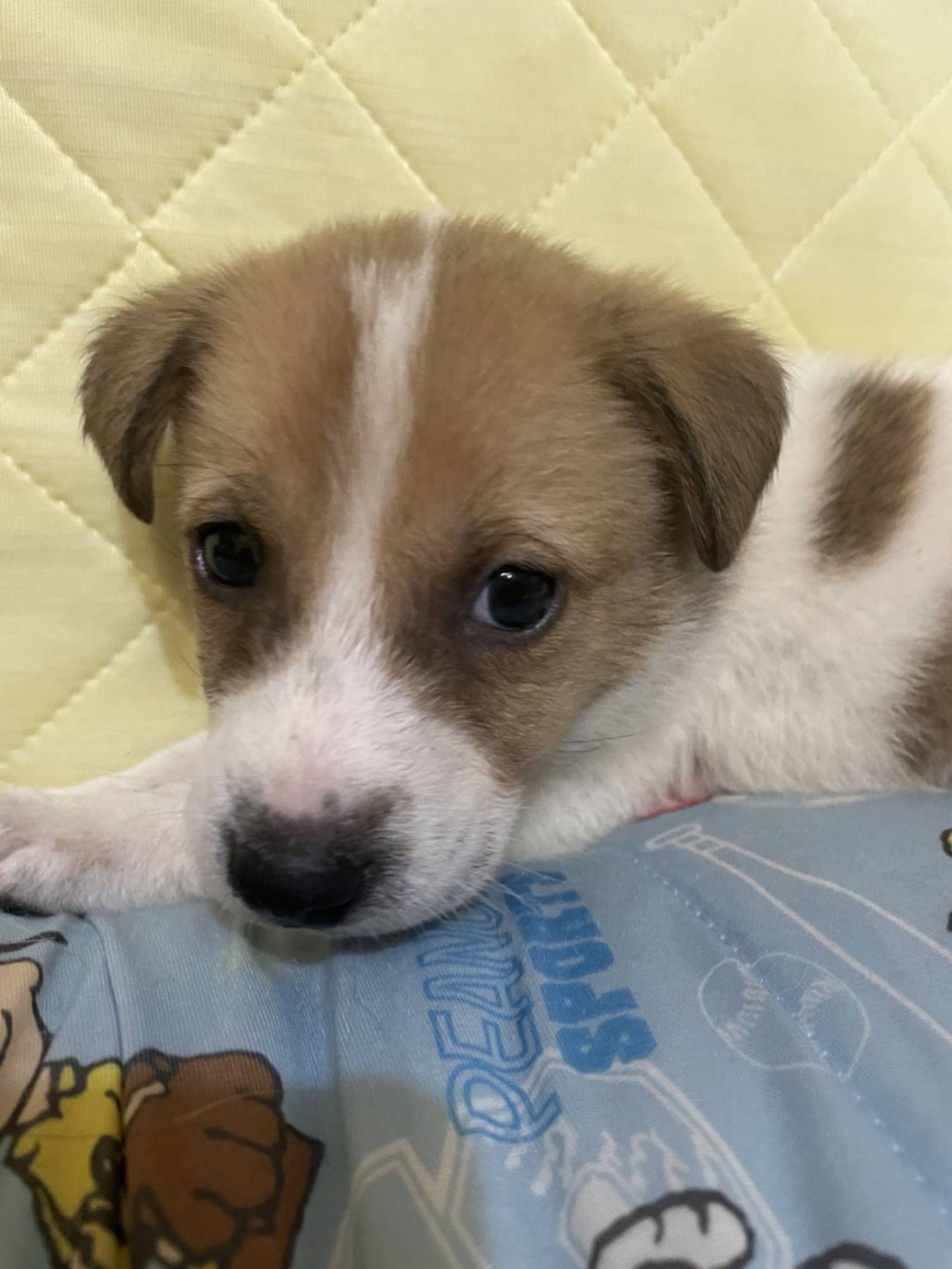 雑種（ミックス犬）・オスの里親募集の写真