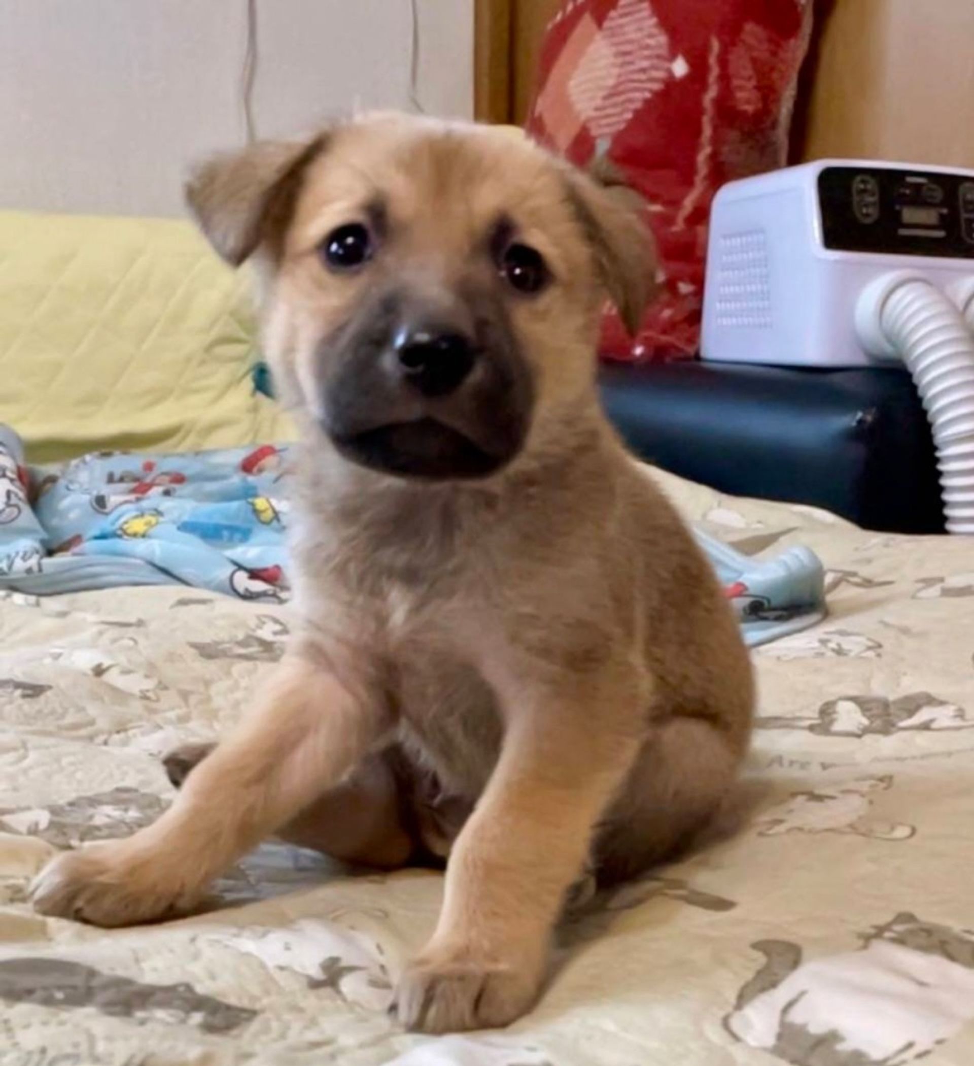 雑種（ミックス犬）・メスの里親募集の写真
