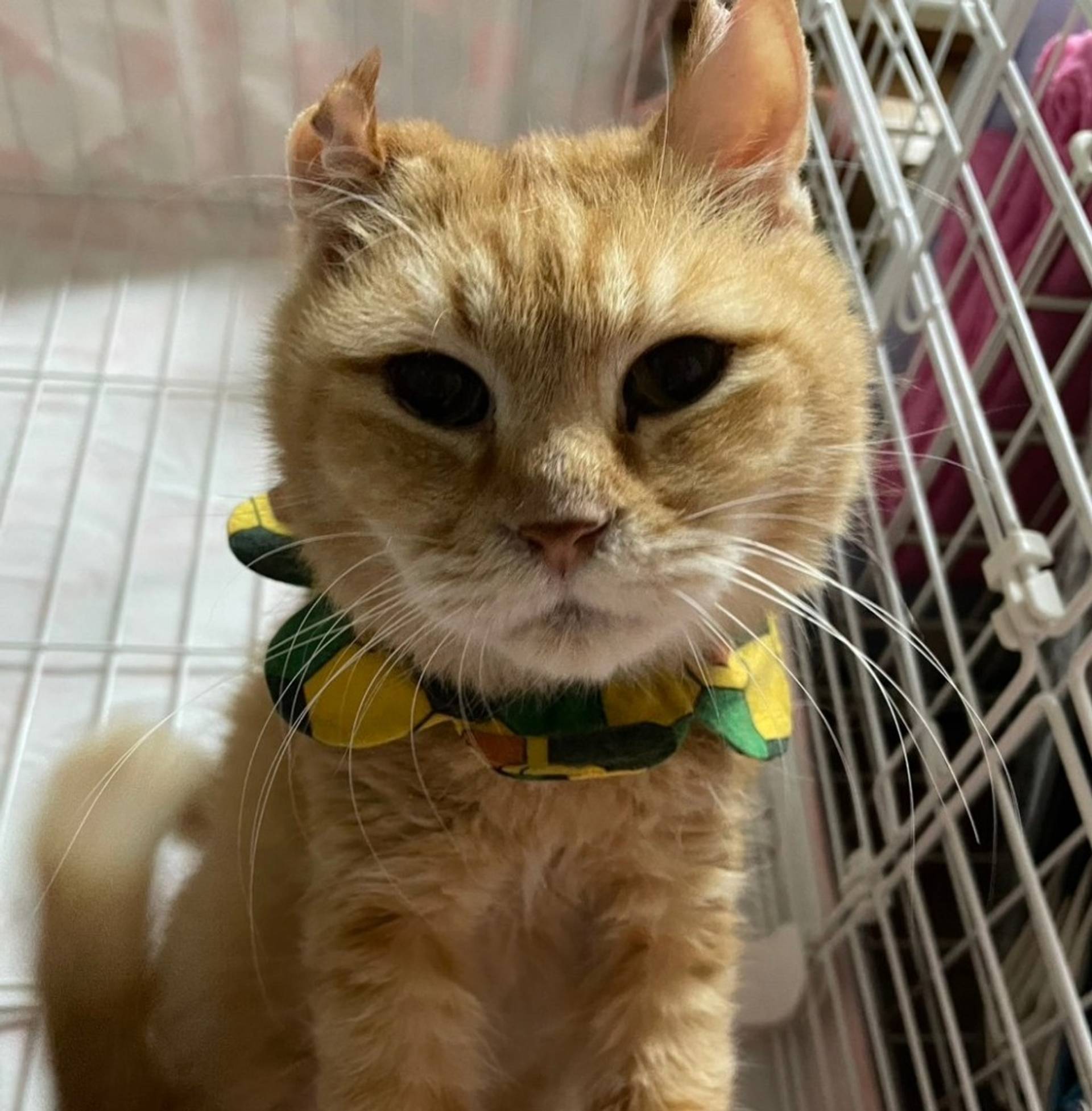雑種（ミックス猫）・オスの里親募集の写真