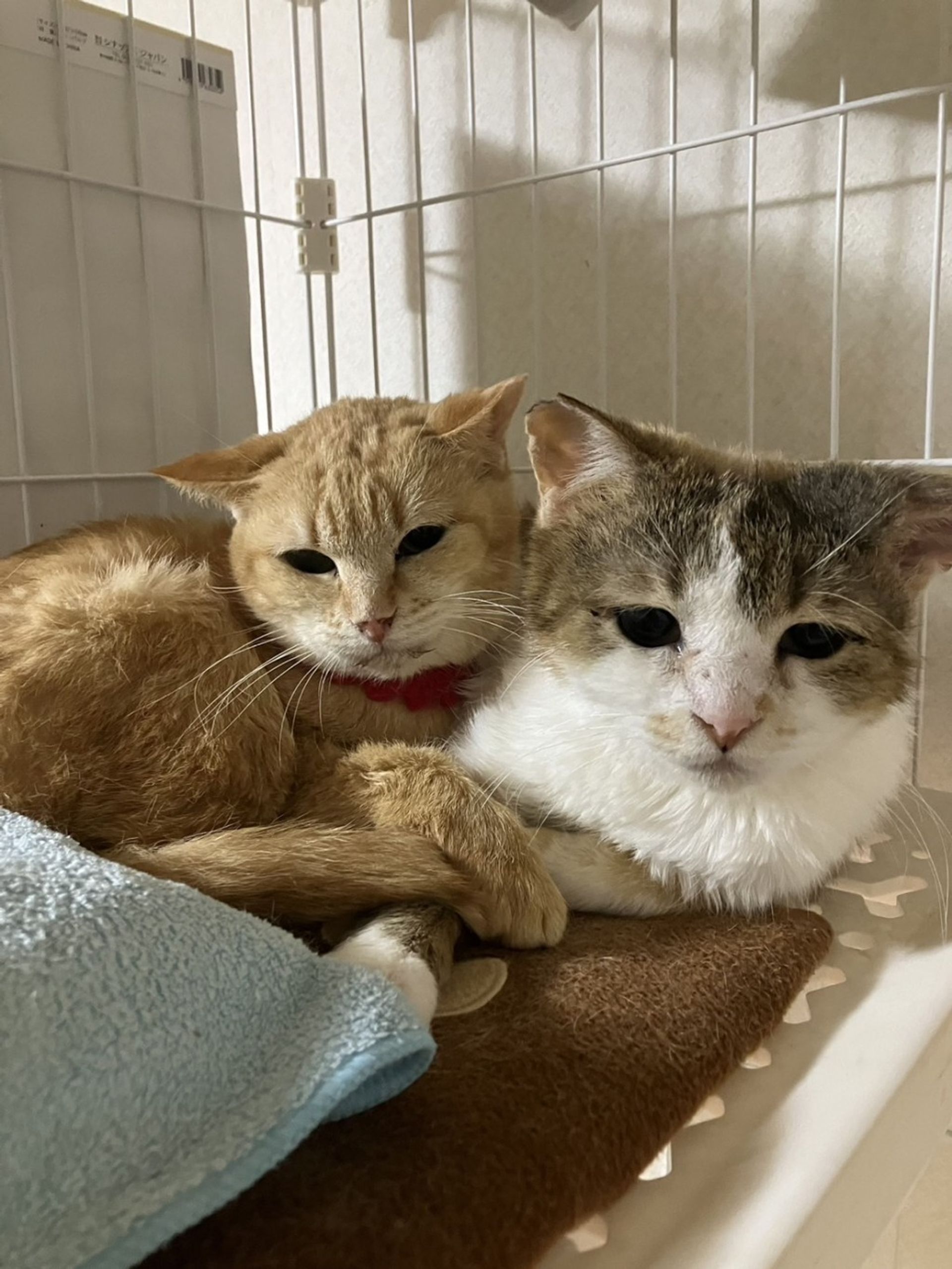 雑種（ミックス猫）・メスの里親募集の写真